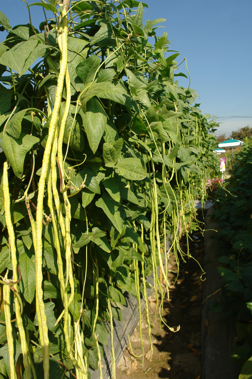 豇豆的种植技术与管理# 豆是一种营养丰富,易于种植的蔬菜,以下是