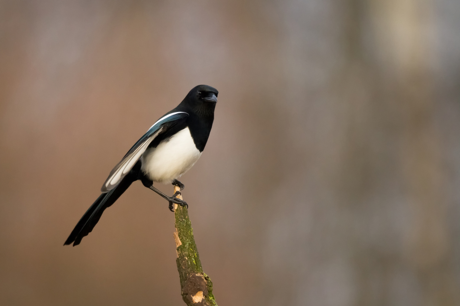 喜鹊是一种中等体型,拥有黑色和白色华丽羽毛的鸟类,其叫声悦耳,嘴巴