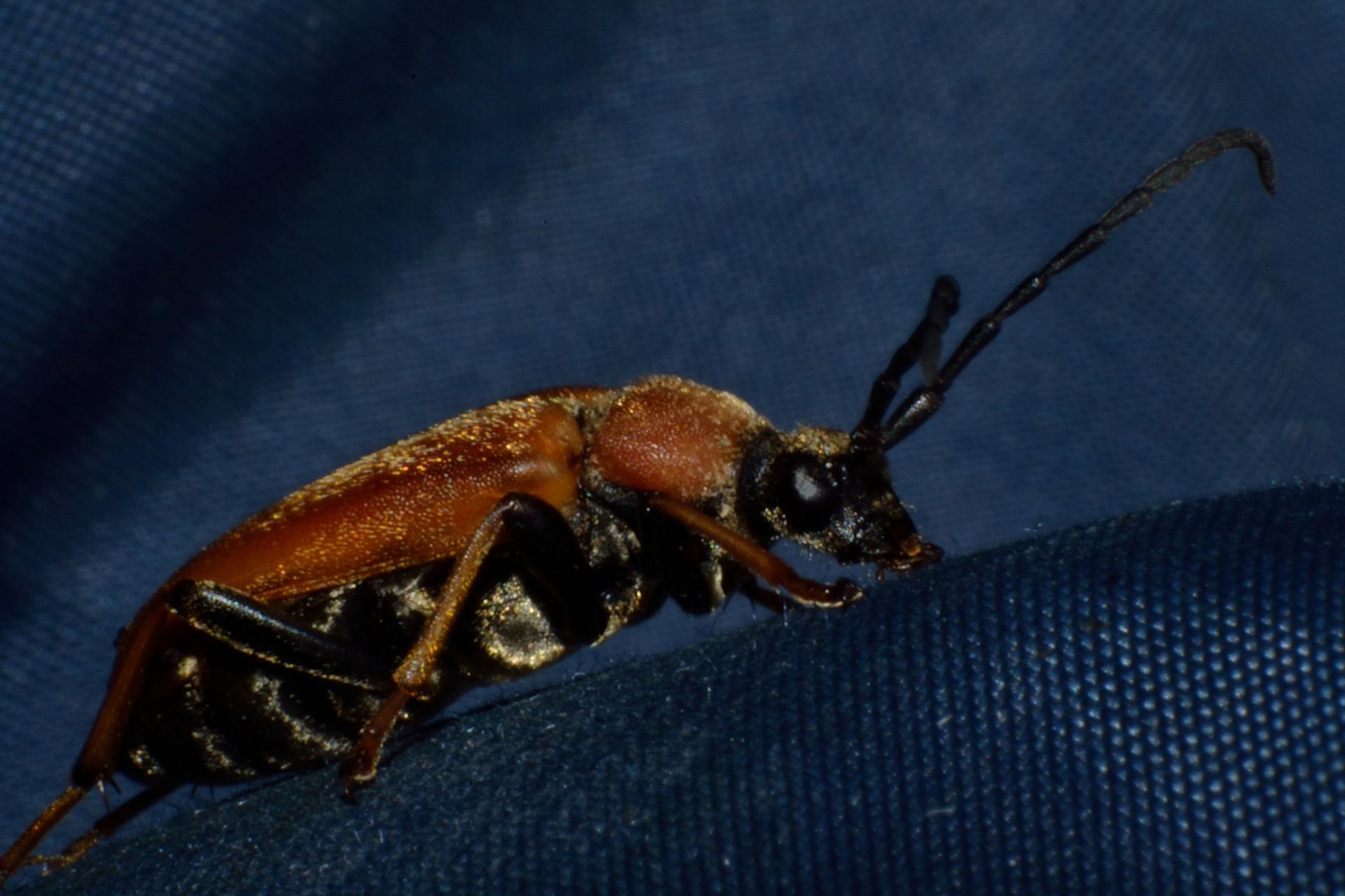 越南艳星天牛,这种天牛鞘翅有着高金属光泽,而且颜色丰富.