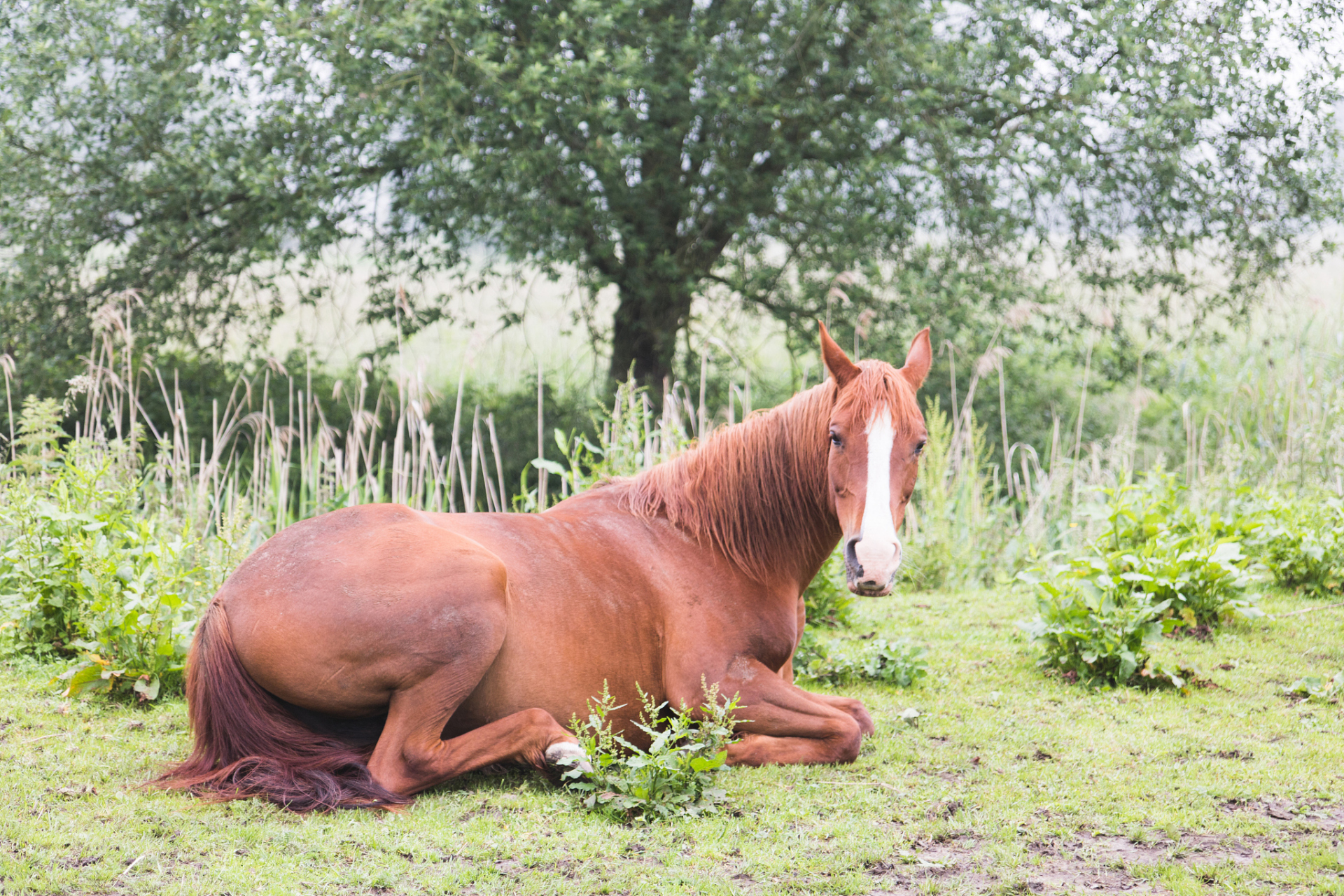 马# #骑马#  #睡眠# #动物世界#  马是一种令人着迷的动物,它们馋仅