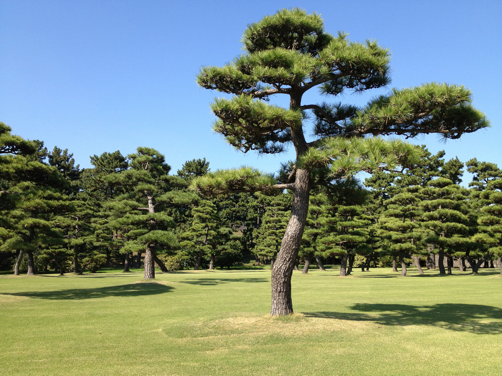 在自然界中,松树是一种非常独特的植物.