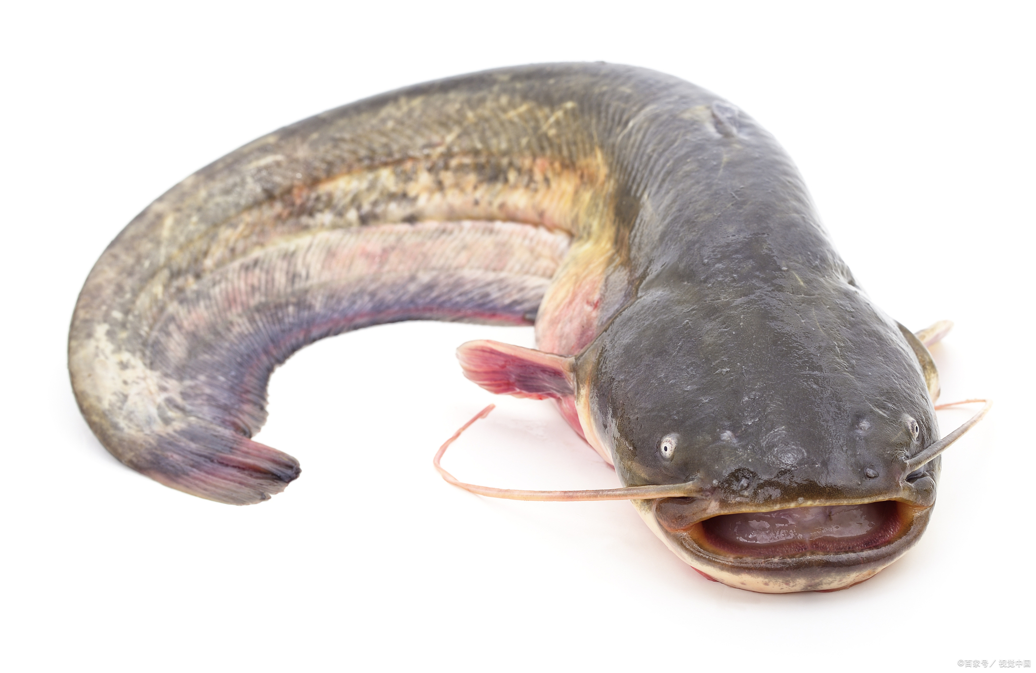 鲶鱼这样做太好吃了,香辣过瘾又解馋,下酒又下饭