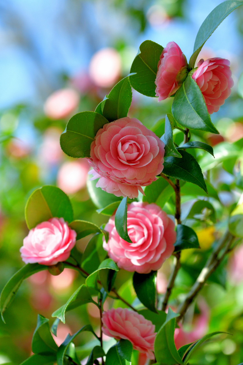 山茶花鉴赏#山茶# #生活