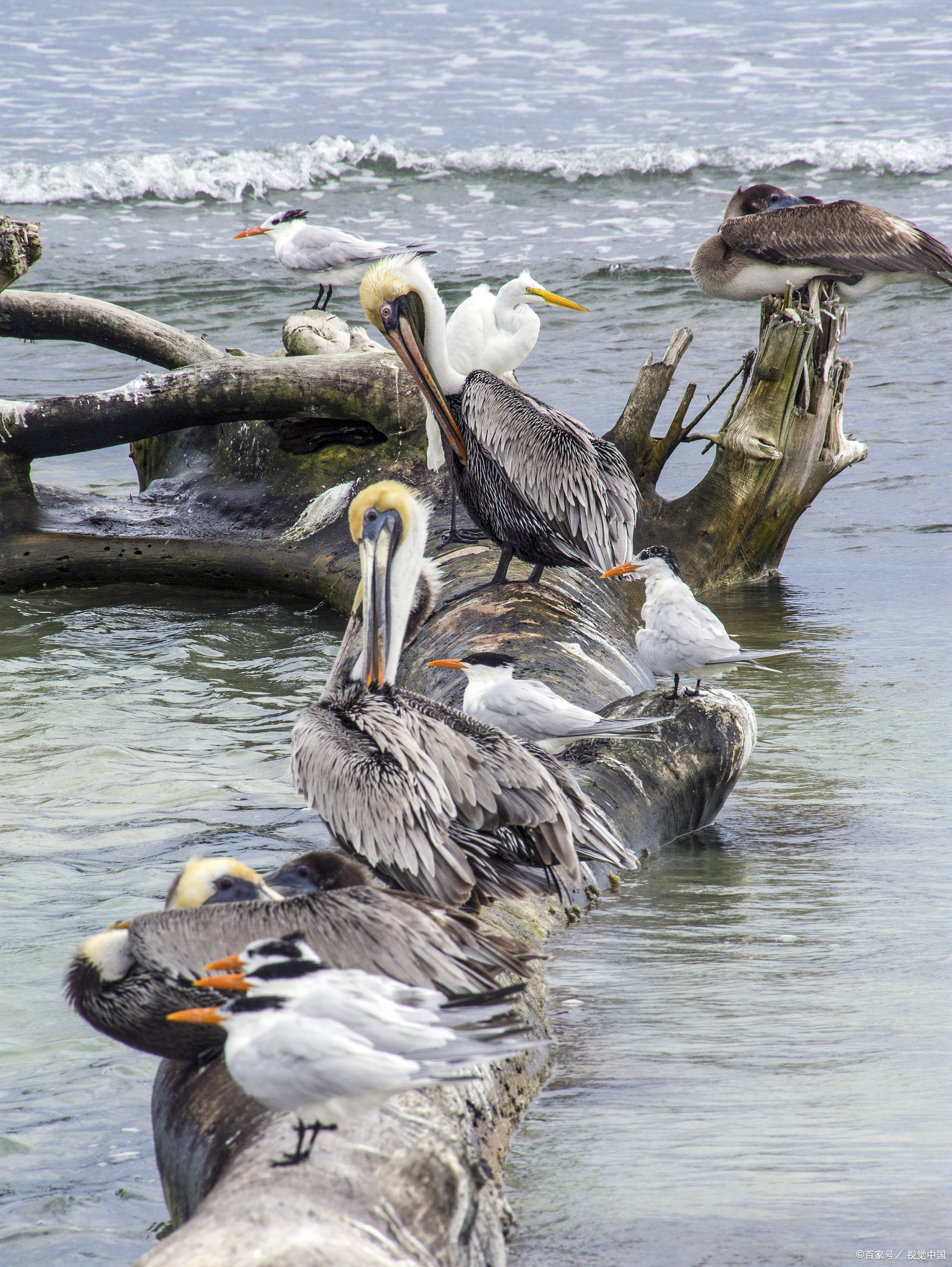 这里的鸭子们自由自在地游弋在清澈的海水中,享受着大自然的馈赠