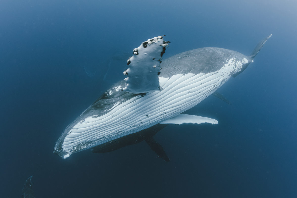 毒素在到达蓝鲸的脏器之前就被稀释了,然后沿途的细胞还能乘机补充