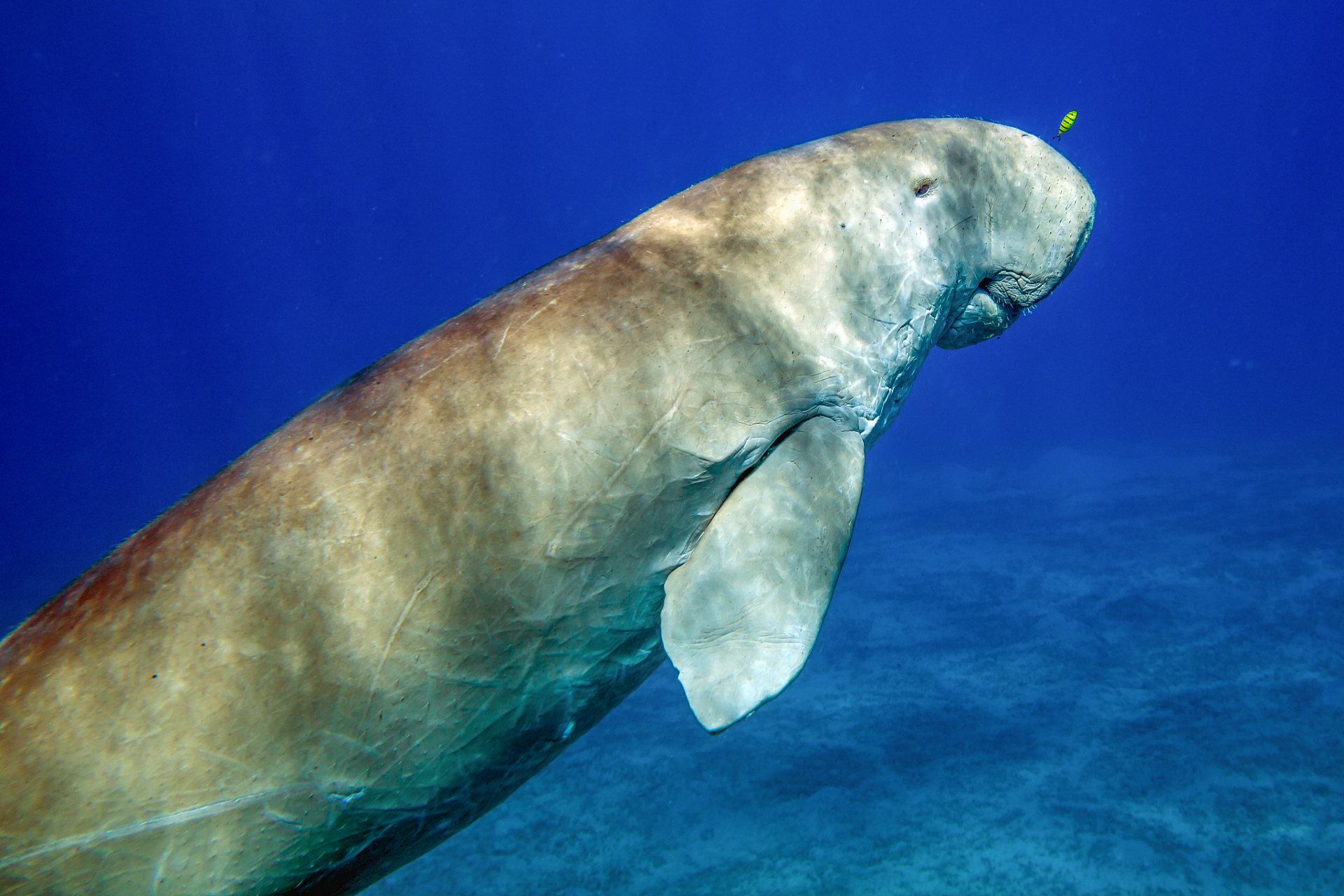 "美人鱼"儒艮爱吃海草,它进食时通常是怎么样吃?