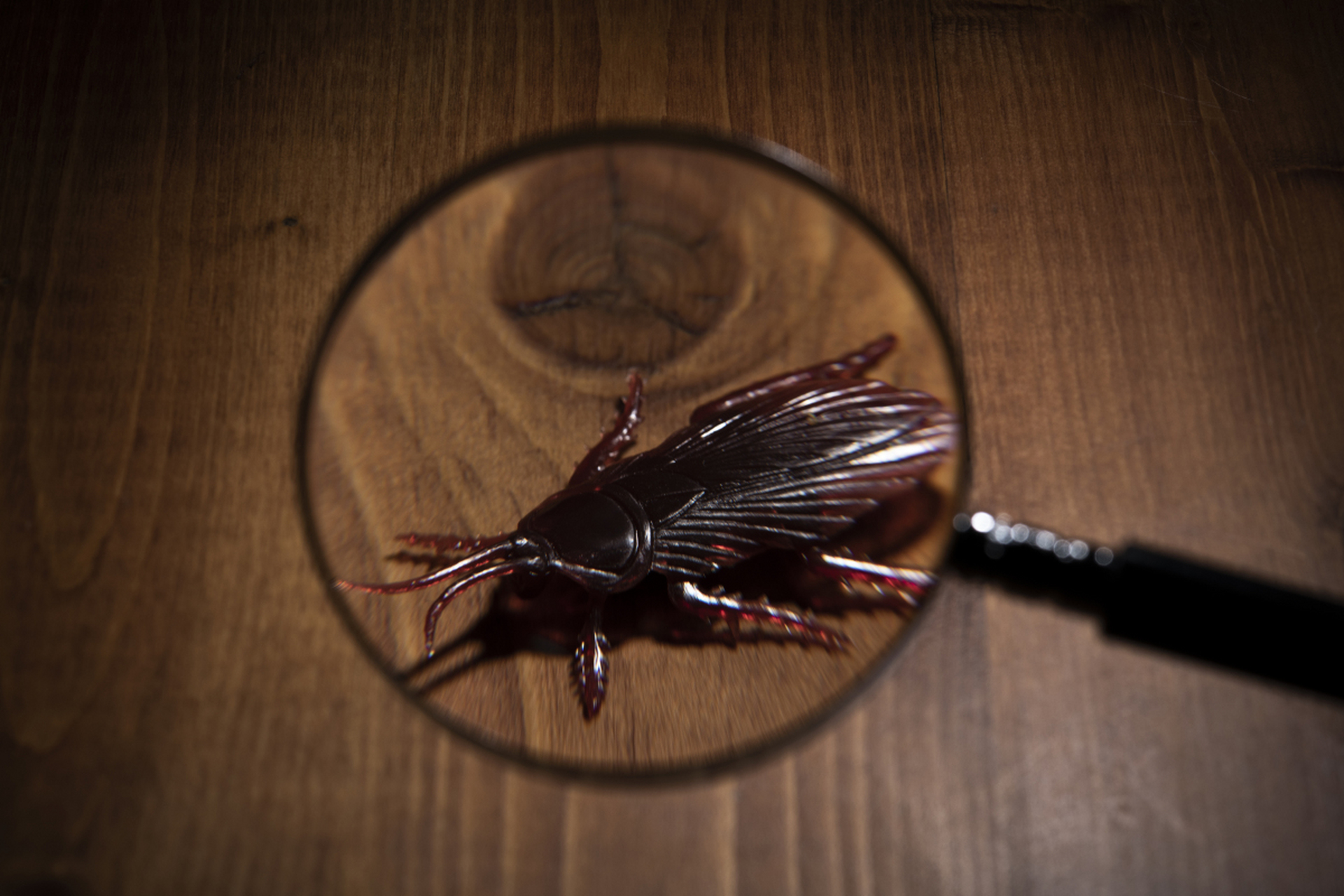 [原文:海南除蟑螂注意事项]