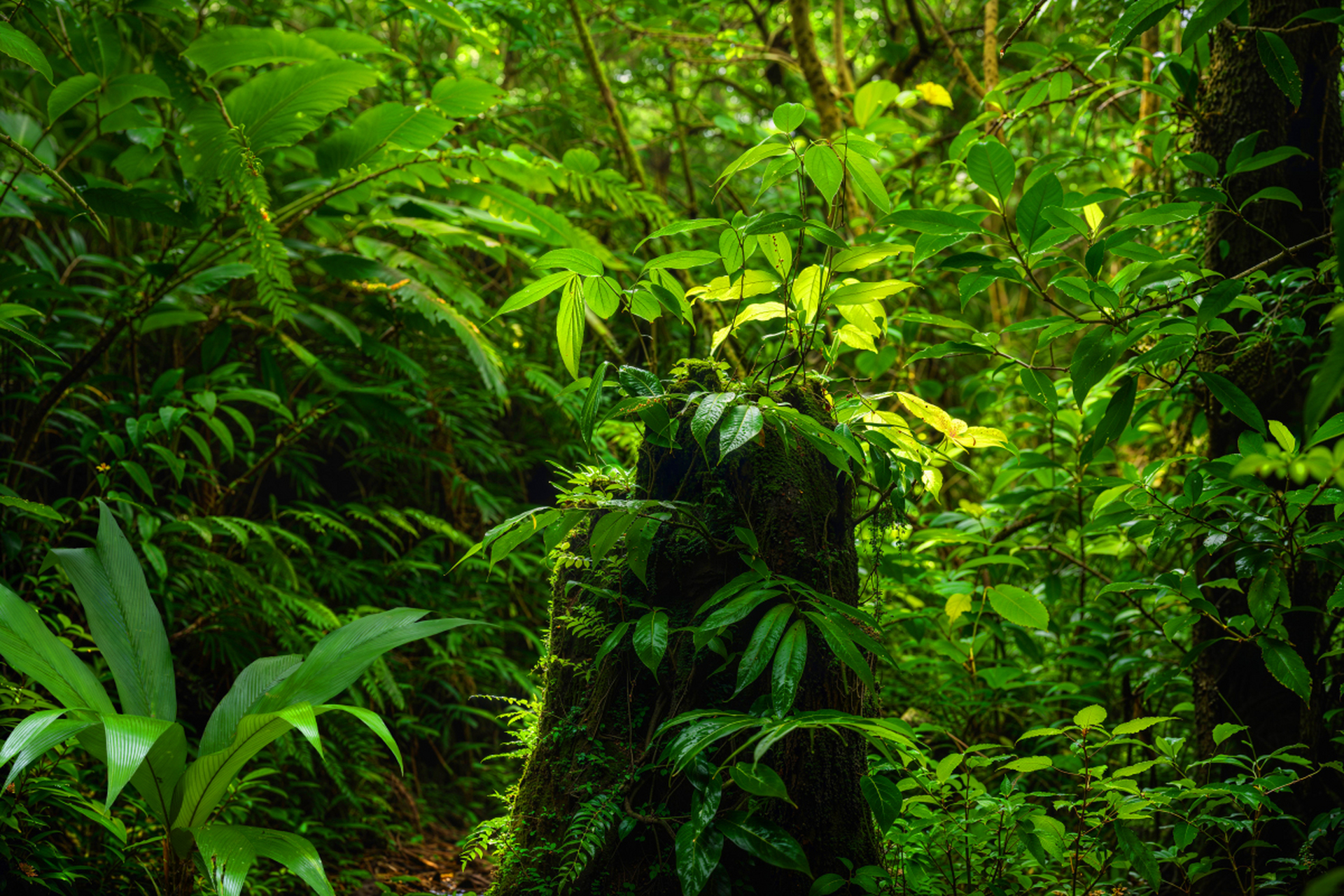 巴西热带雨林是生物多样性丰富地区,其土著文化深不可测.