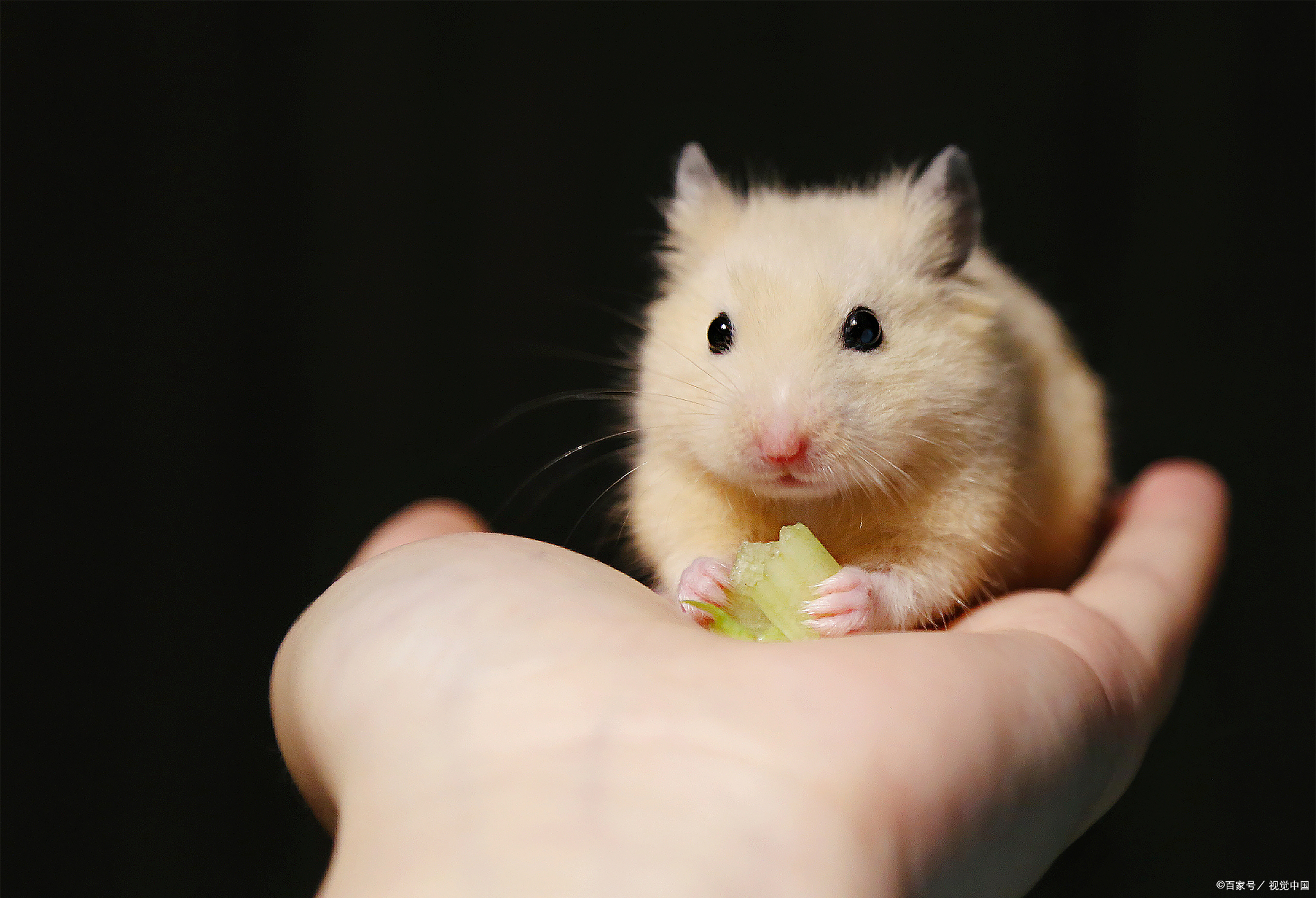 金丝熊(又称叙利亚仓鼠)是一种颇受喜爱的宠物鼠类.