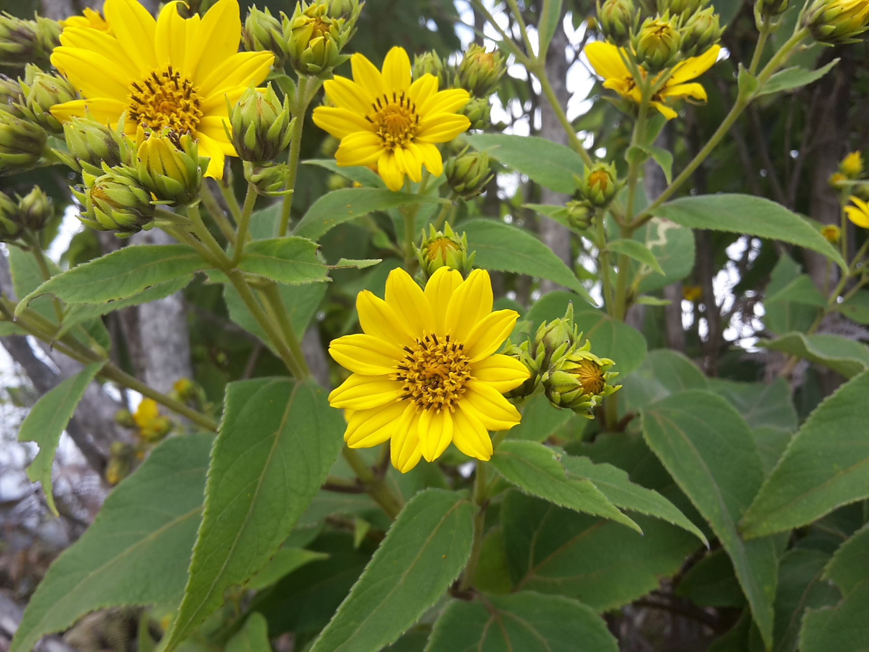 【黄莲苦酒,你了解多少?