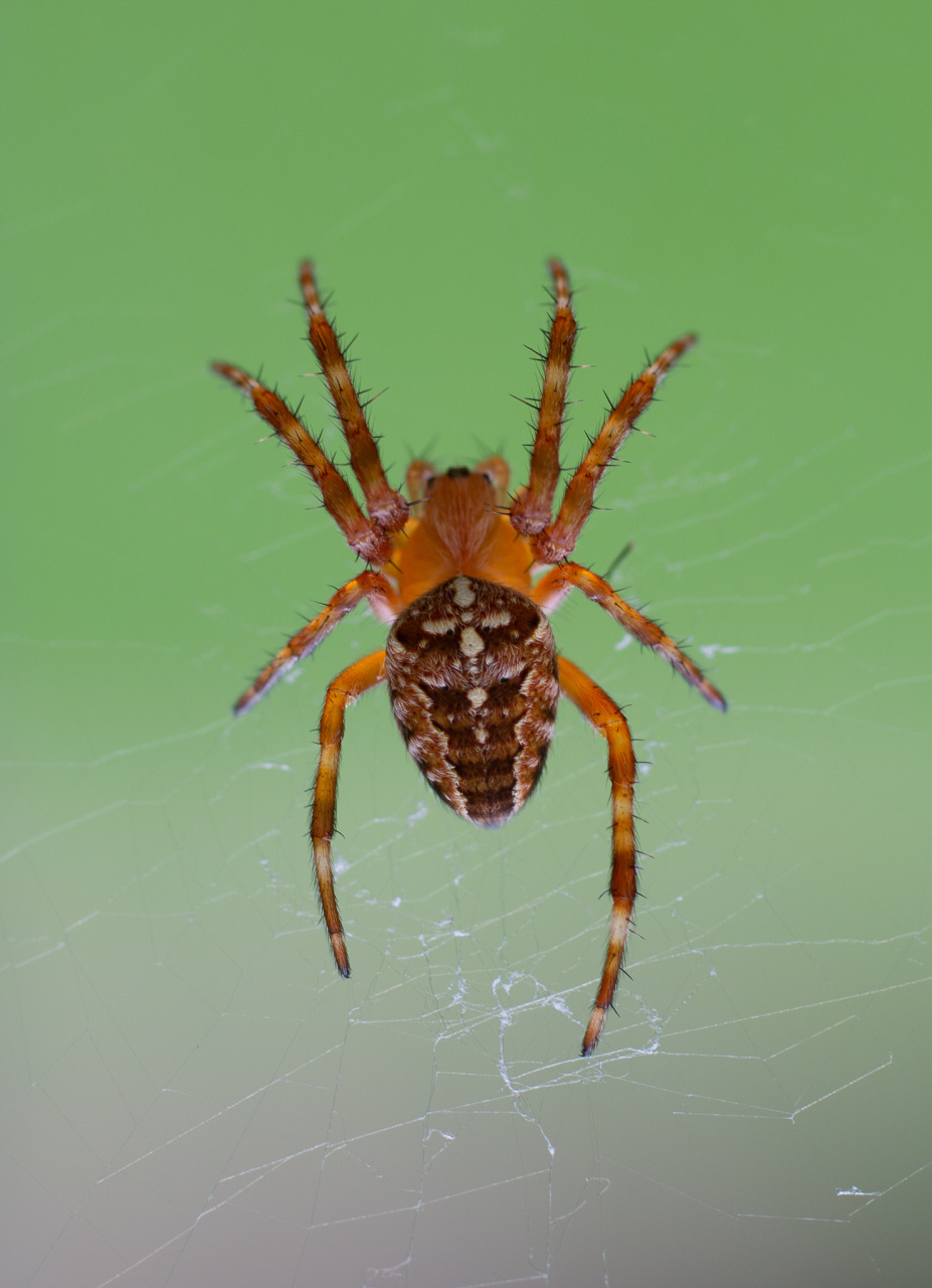 在防治红白蜘蛛(主要指红蜘蛛及其相关种类的害螨)方面表现出色,具体