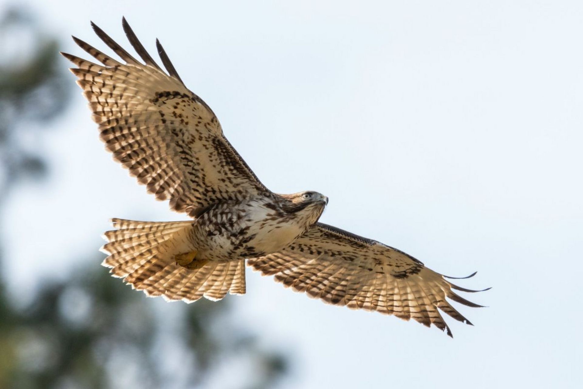 鸟类是一类具有羽毛,翅膀和喙的脊椎动物,它们的眼睛具有大,侧,四色和