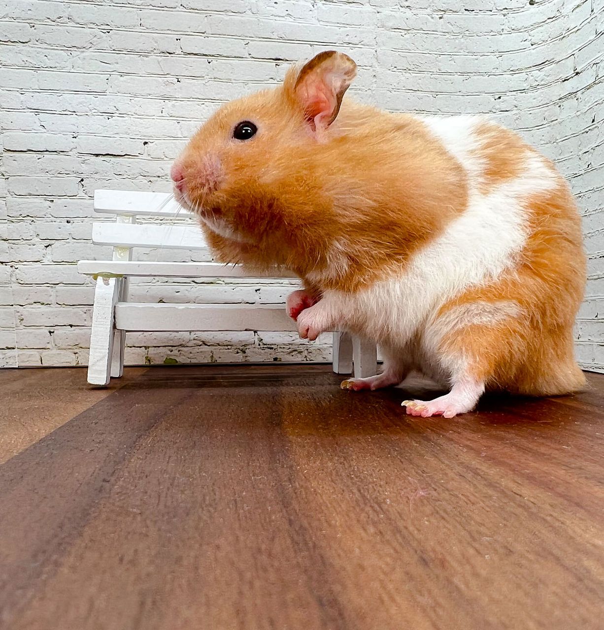 三线野生色仓鼠是一种可爱的宠物,它们通常拥有较短的毛发和深色的