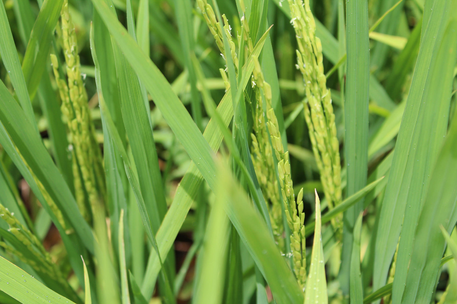 11叶品种水稻叶龄图片图片