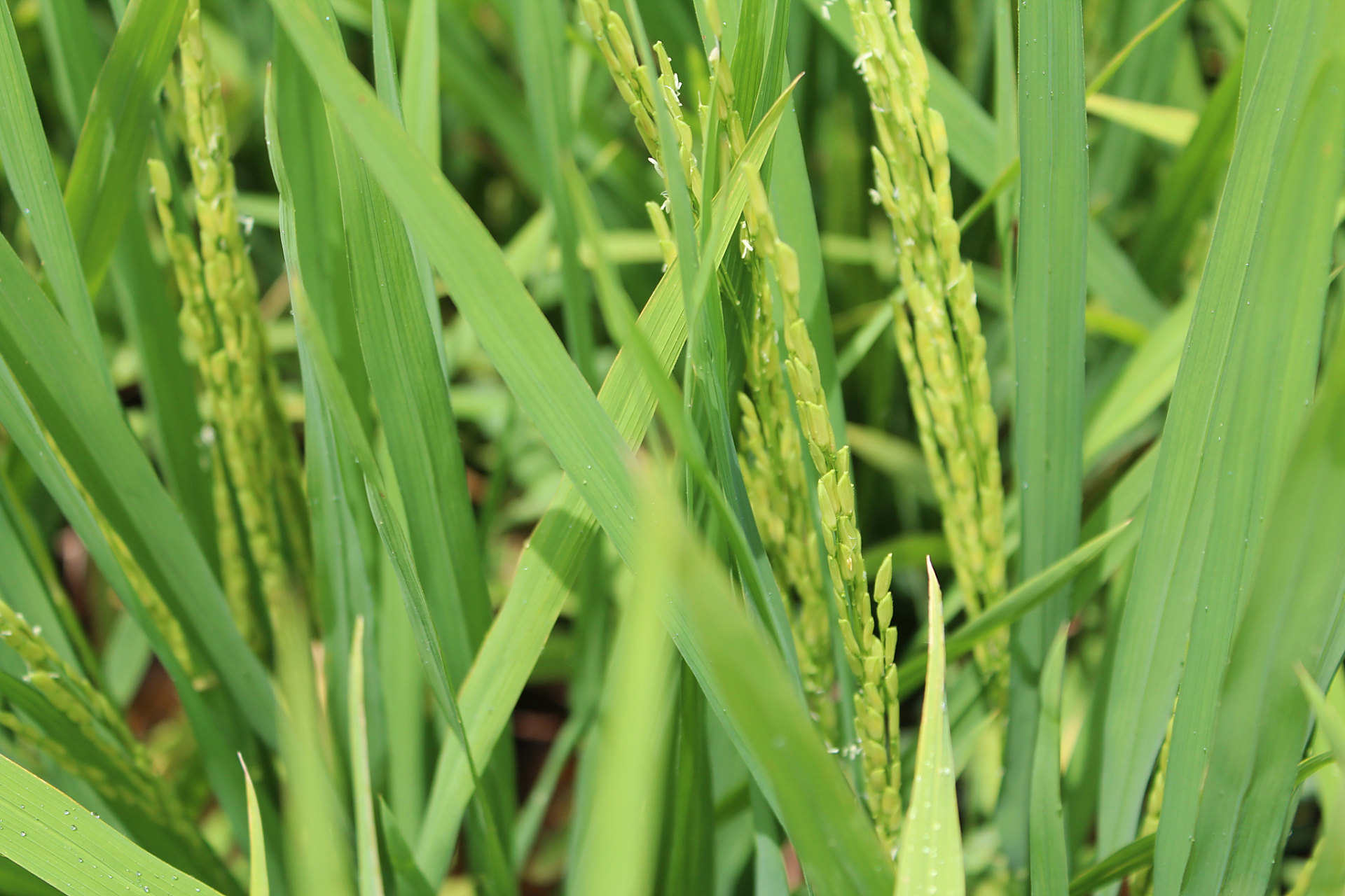 通过叶片的颜色,大小,形态和排列方式等特征可以识别水稻的叶龄
