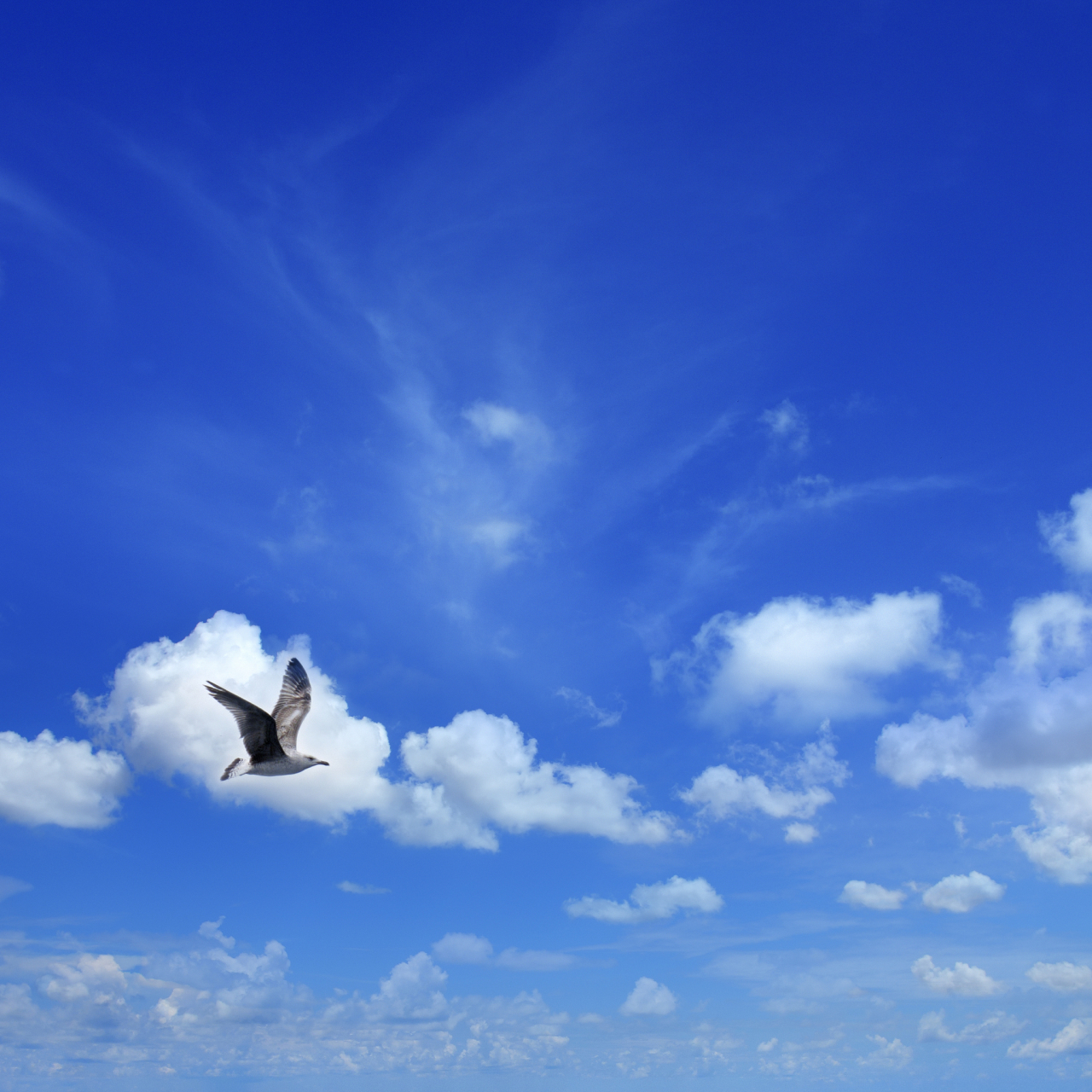 即使没有人为其鼓掌,它依然勇敢地展翅高飞,撕开苍穹的束缚.