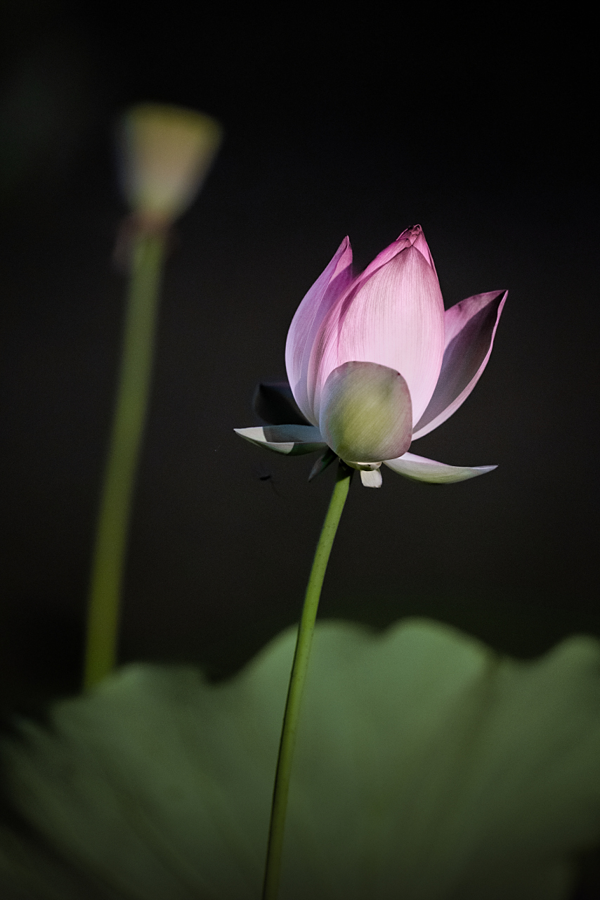 人间美景,天人福报,空空无觅处. 时逢末代,妙法隐去,难闻人生归宿.