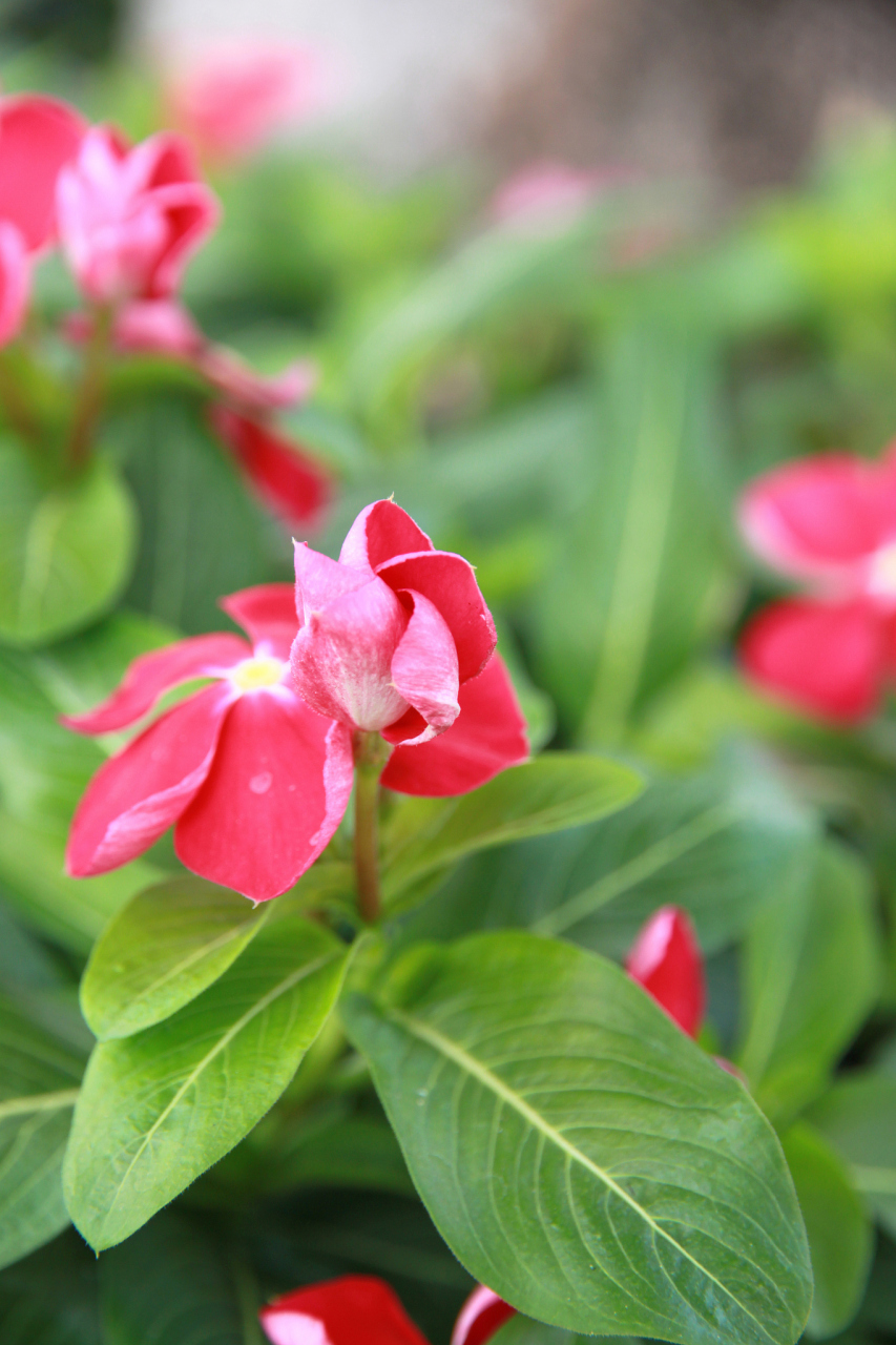 鳳仙花# #花# #庭院花園# 鳳仙花擁有非常別緻的花朵,其花瓣薄凍い