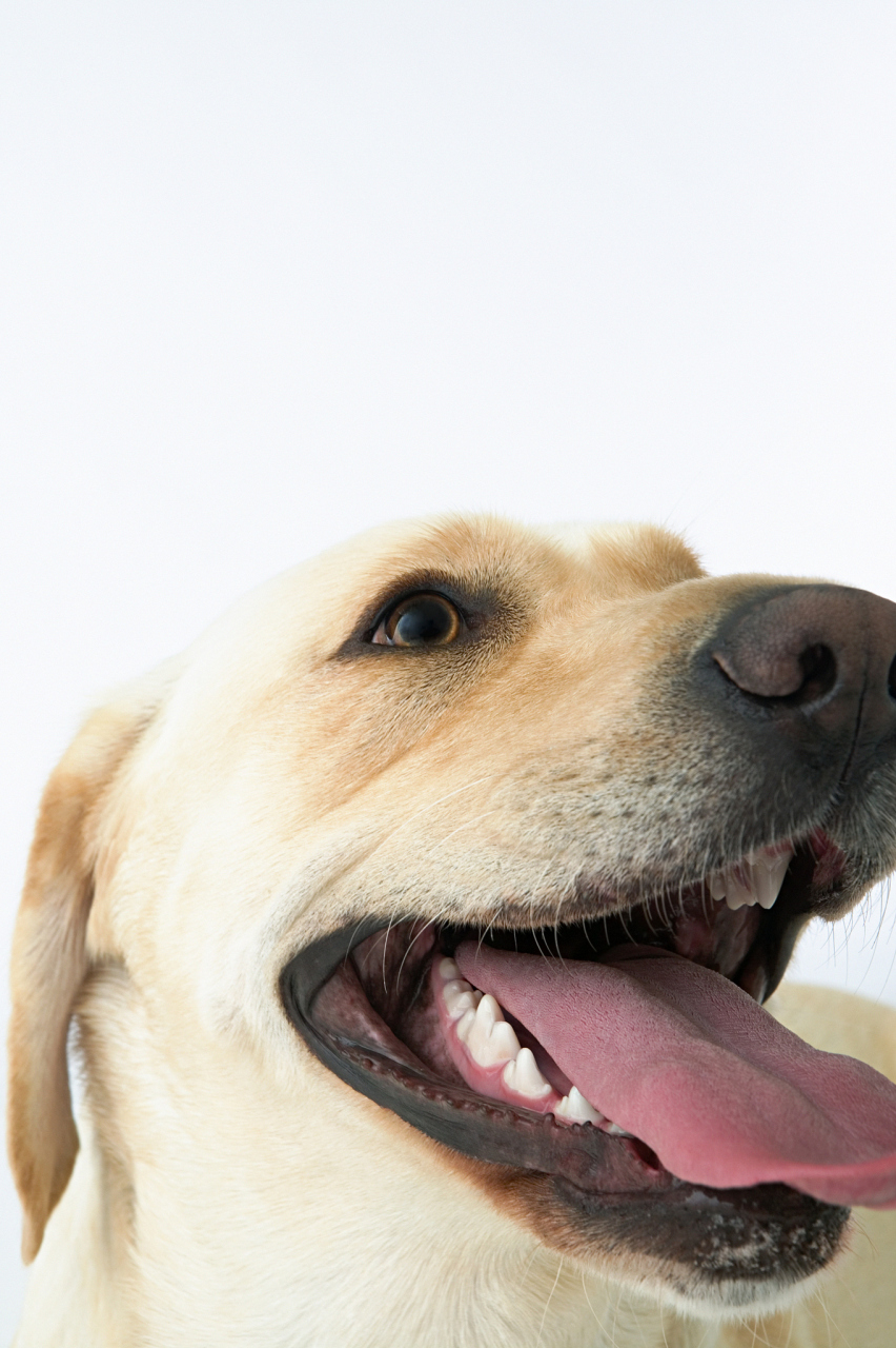 当狗感觉体内温度过高,就会吐出舌头来进行散热