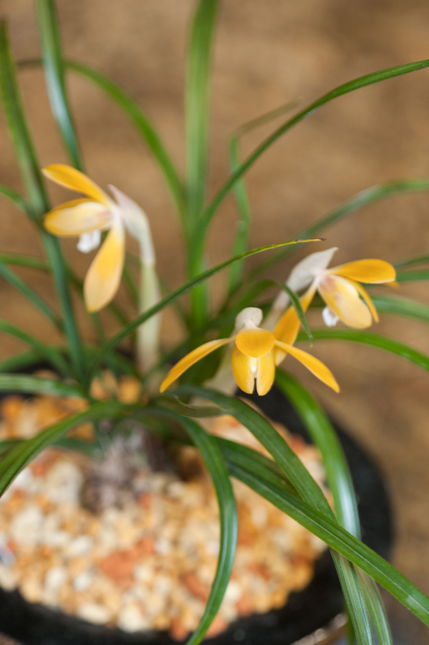 豆瓣兰是一种兰科植物,其独特的形态特征为兰花增添了一股活泼之风