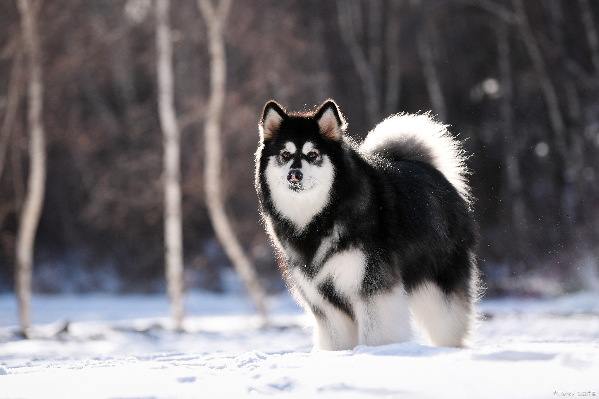 阿拉斯加犬壁纸图片