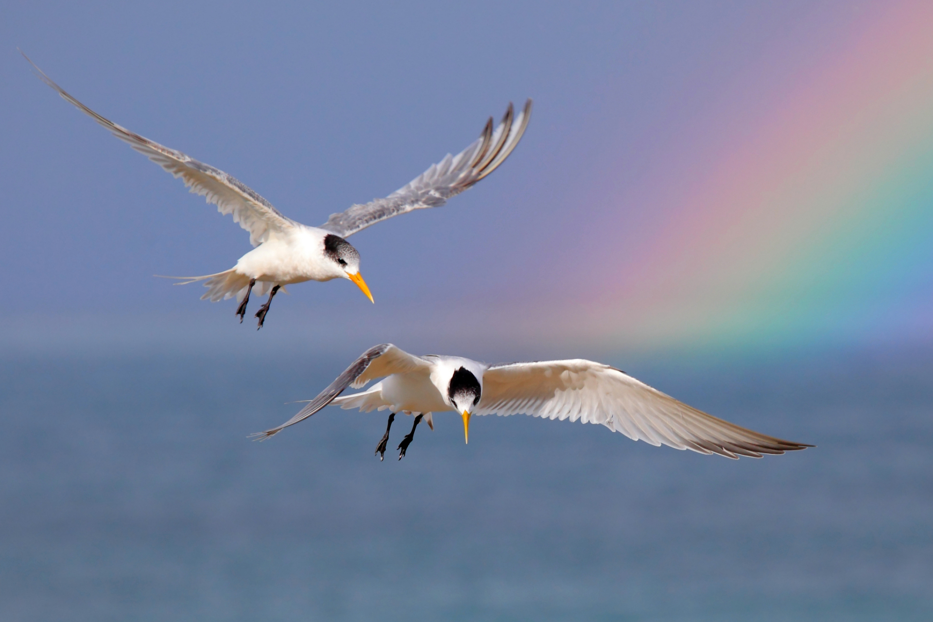 夫妻之间该不该有隐私#  在蓝天之下,有一对鸟儿