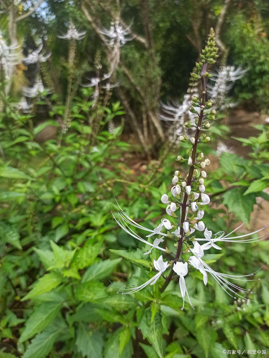 独活,一种神奇的植物,风来不动,无风自摇,故名独活