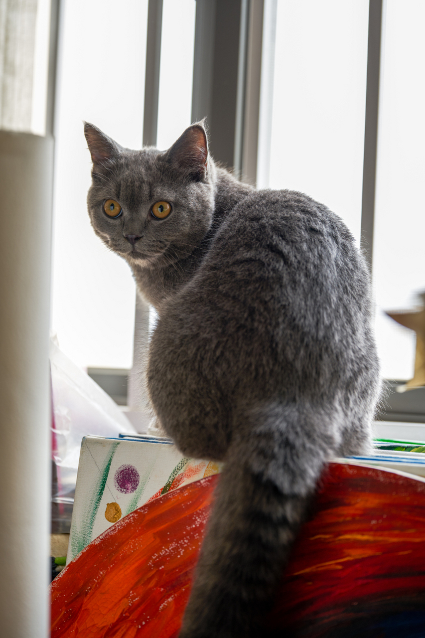 沙特尔猫(chartreux),又称法国蓝猫,是一种起源于法国的古老猫种.