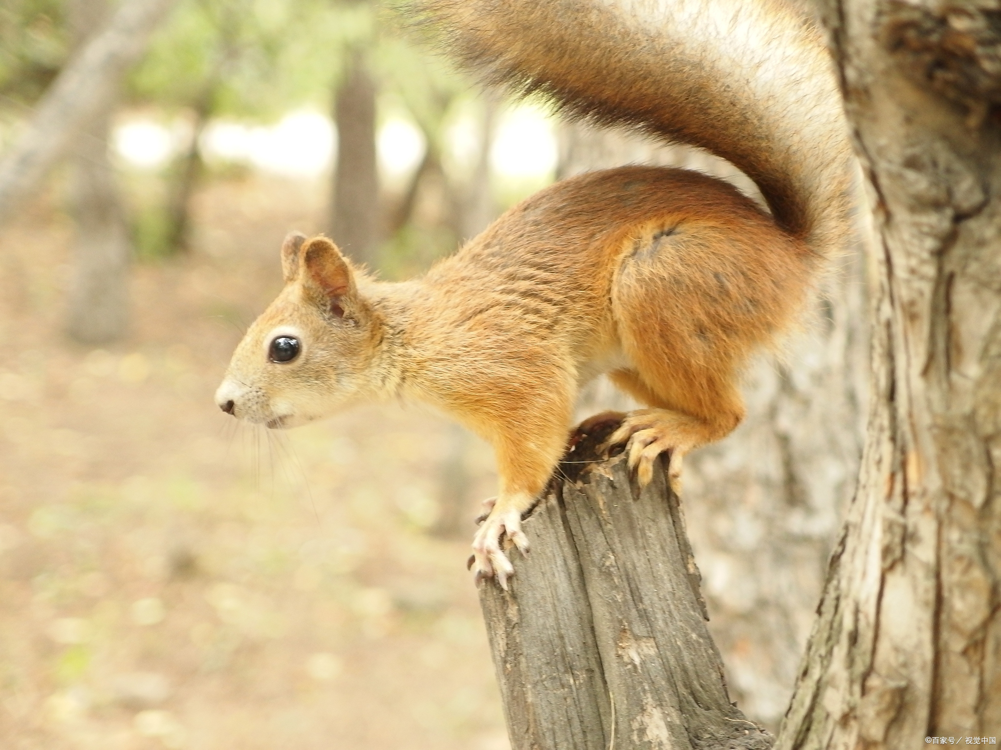 松鼠别名叫什么名字?