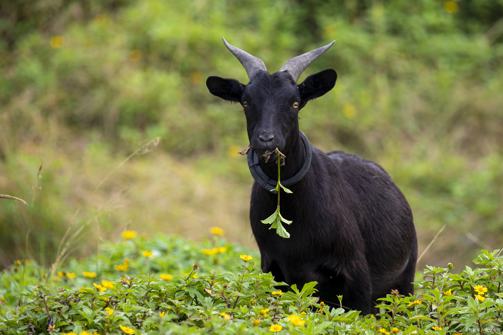 努比亚黑山羊的主要特征有哪些?从5方面了解,方知效益高