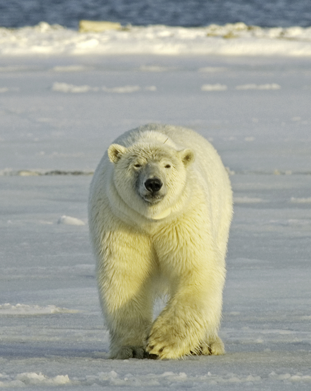 哪个国家北极熊数量最多呢?不是俄罗斯. 北极熊是非常大的白熊.