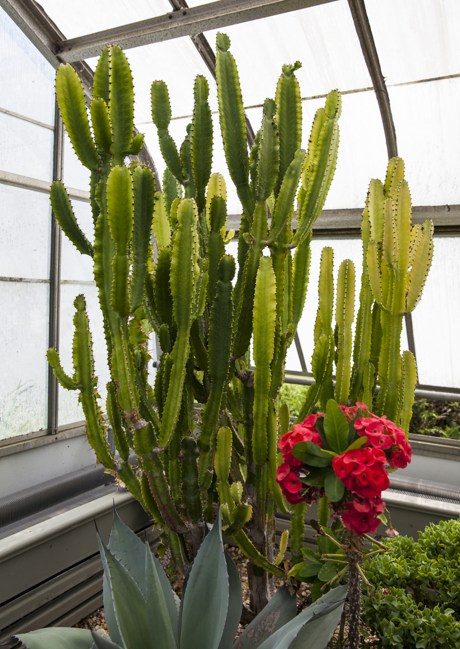 龙骨花,你养对了吗?养花不是件容易的事,龙骨花更是让人爱恨交加.今天