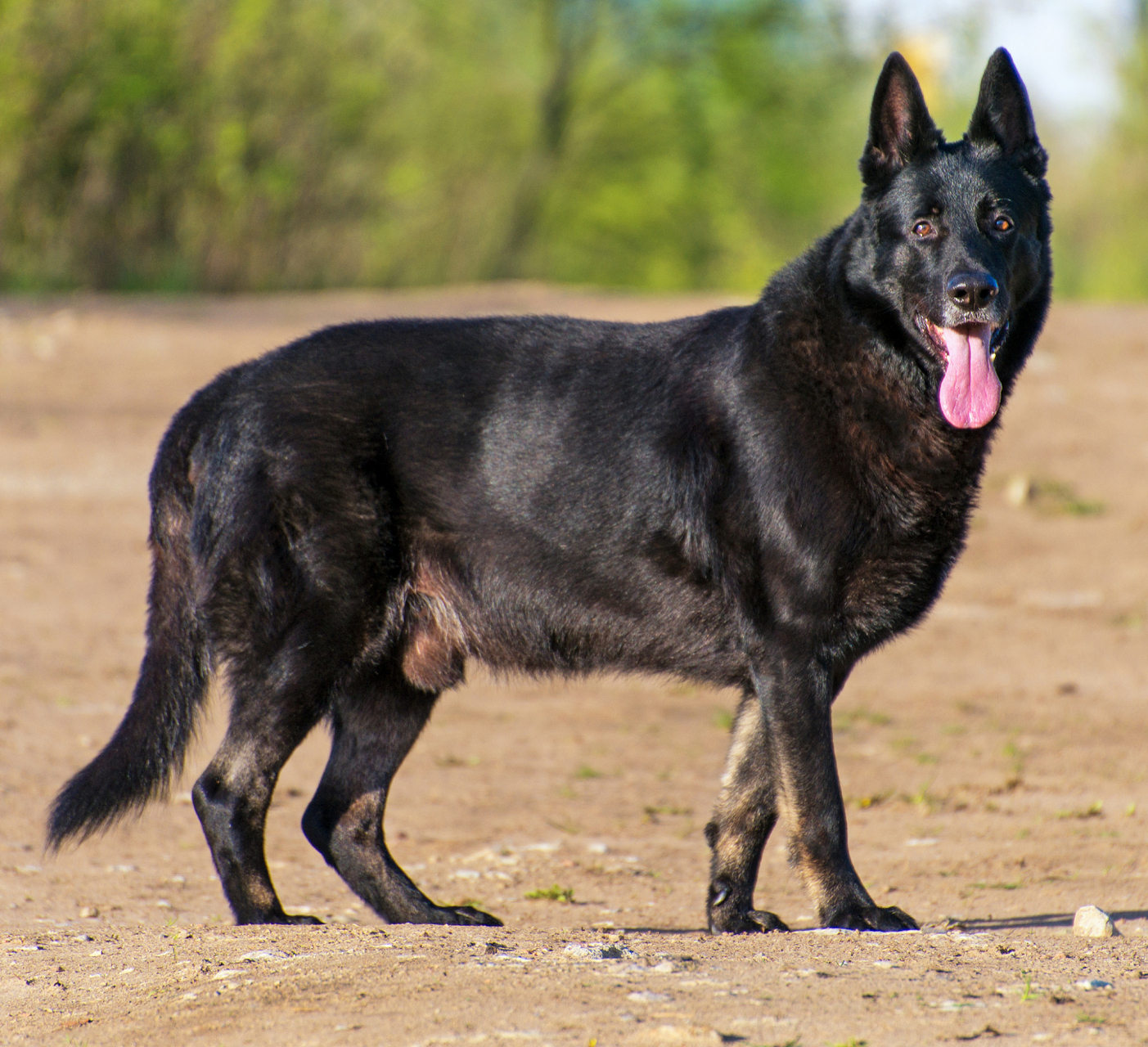 百家新收益# #今日早安问候# 黑狼犬是一种具有高度智商和适应性的 