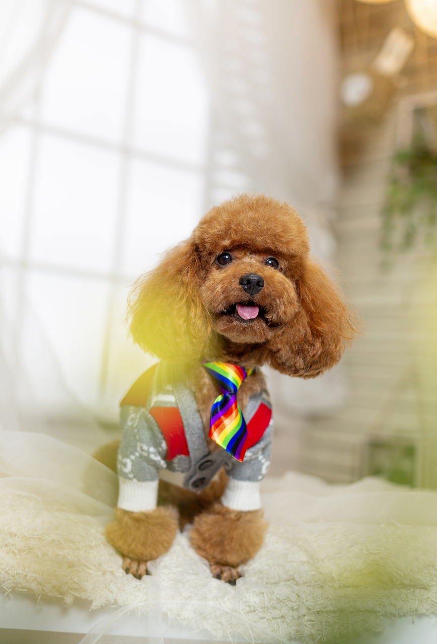 泰迪犬(teddy dog)是一种小型狗,是世界上最受欢迎的犬之一.