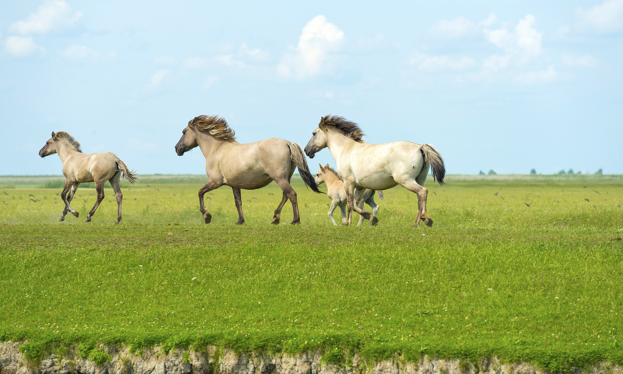不要去追一匹马,用追马的时间种草, 待到春暖花开