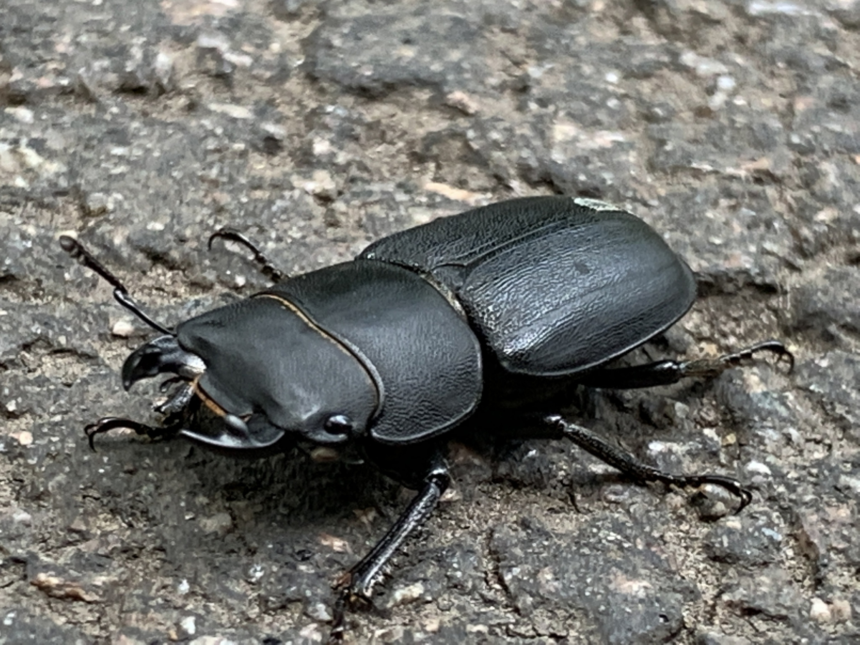 稻水象甲,水稻大敌!别让害虫肆虐你的田地.