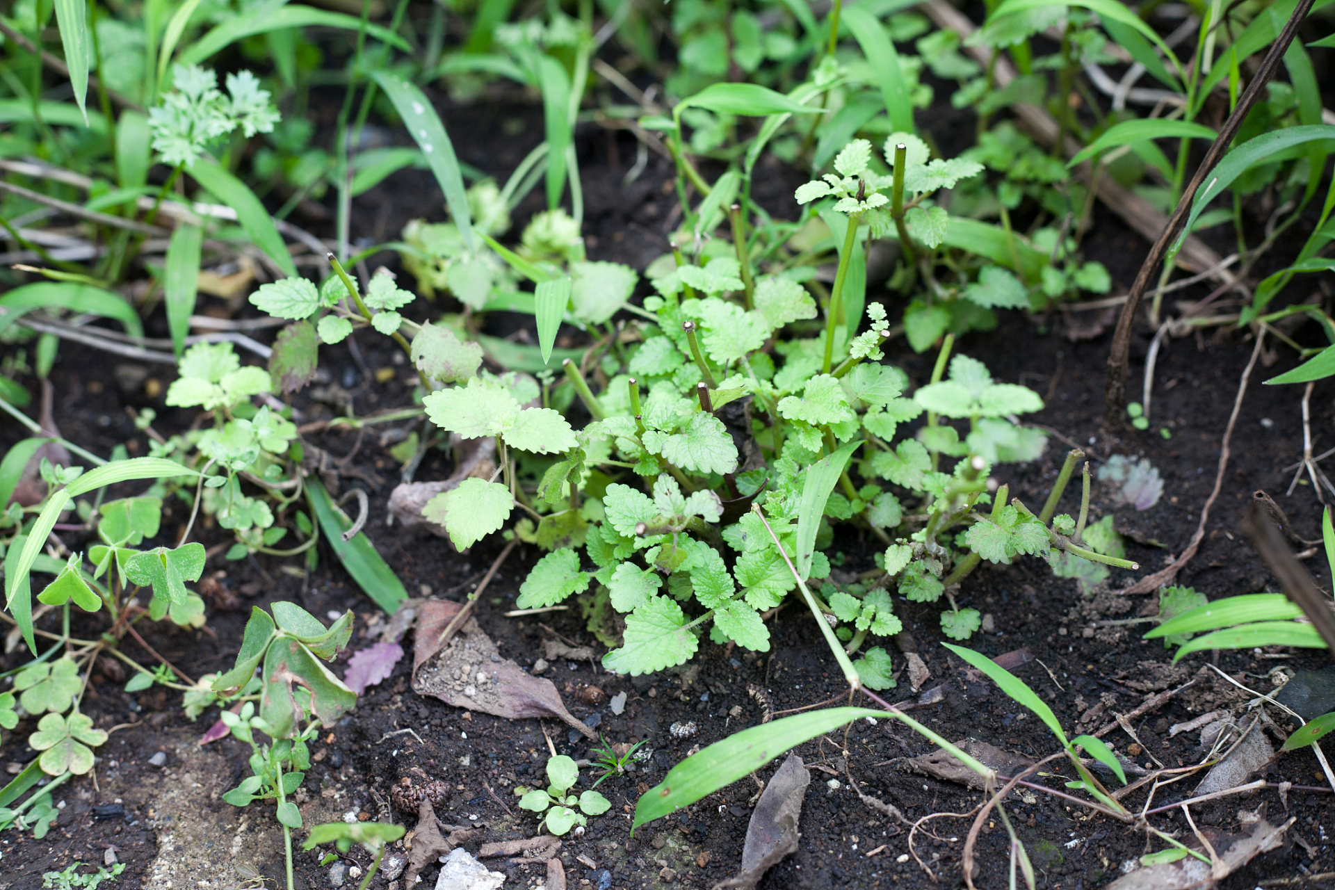 附地菜常见于田埂,路旁,荒草地或丘陵林缘,灌木林间.