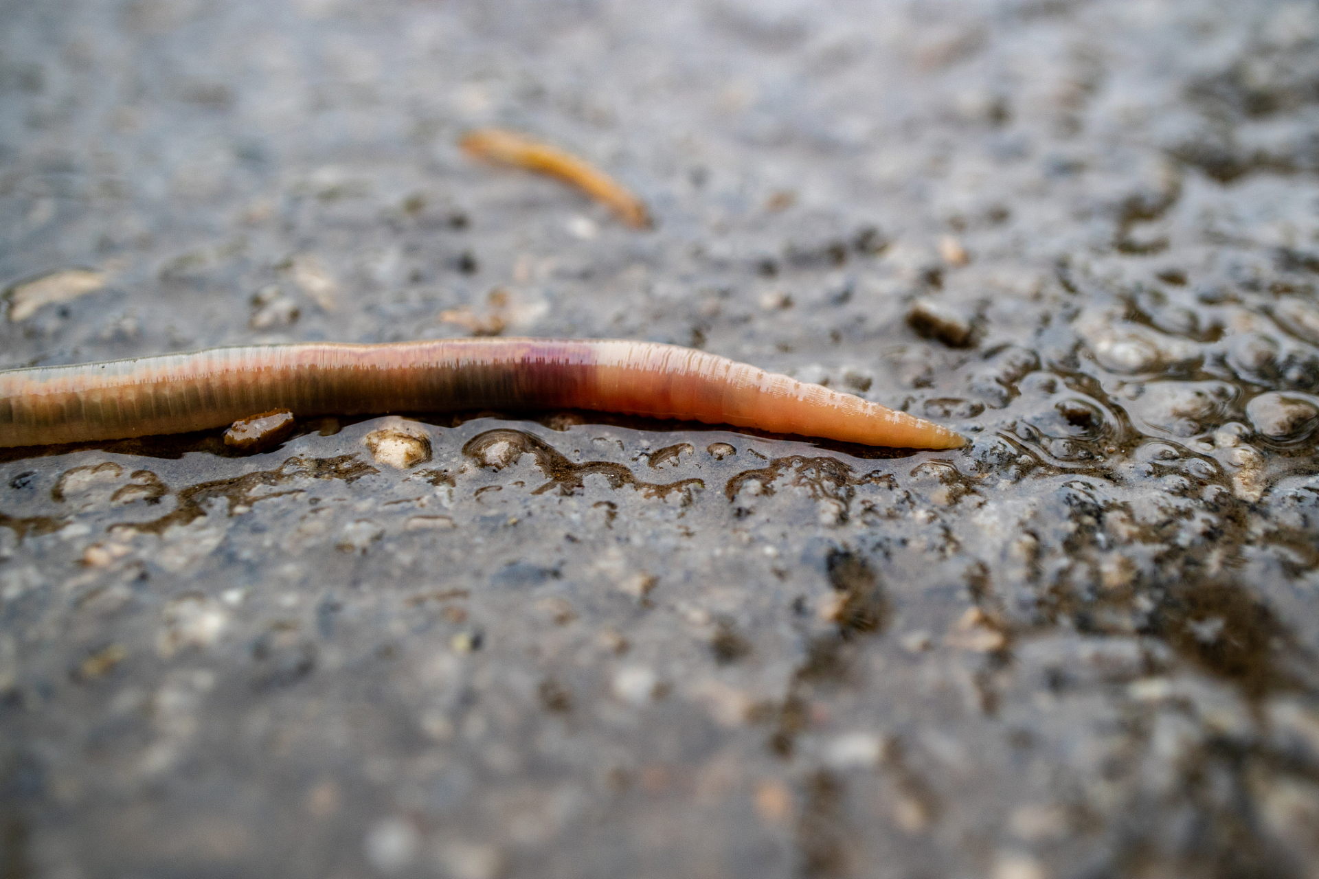 蚯蚓是常见的一种陆生环节动物,生活在土壤中昼伏夜出以畜禽粪便和