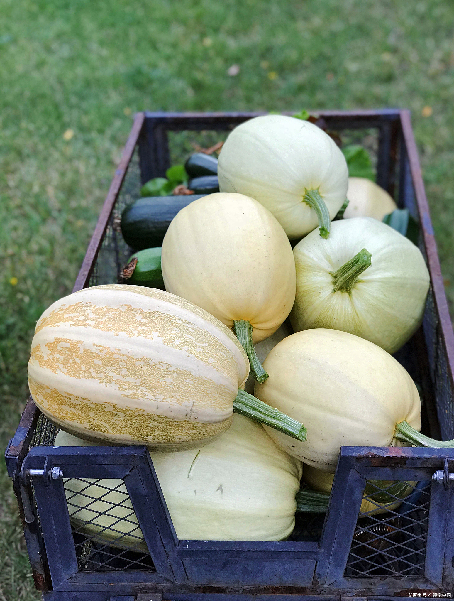 买水果如何选择优质香瓜
