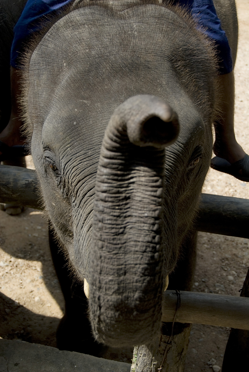 【古人爱吃大象鼻子】中国古人很爱吃大象鼻子,将其视为人间美味.