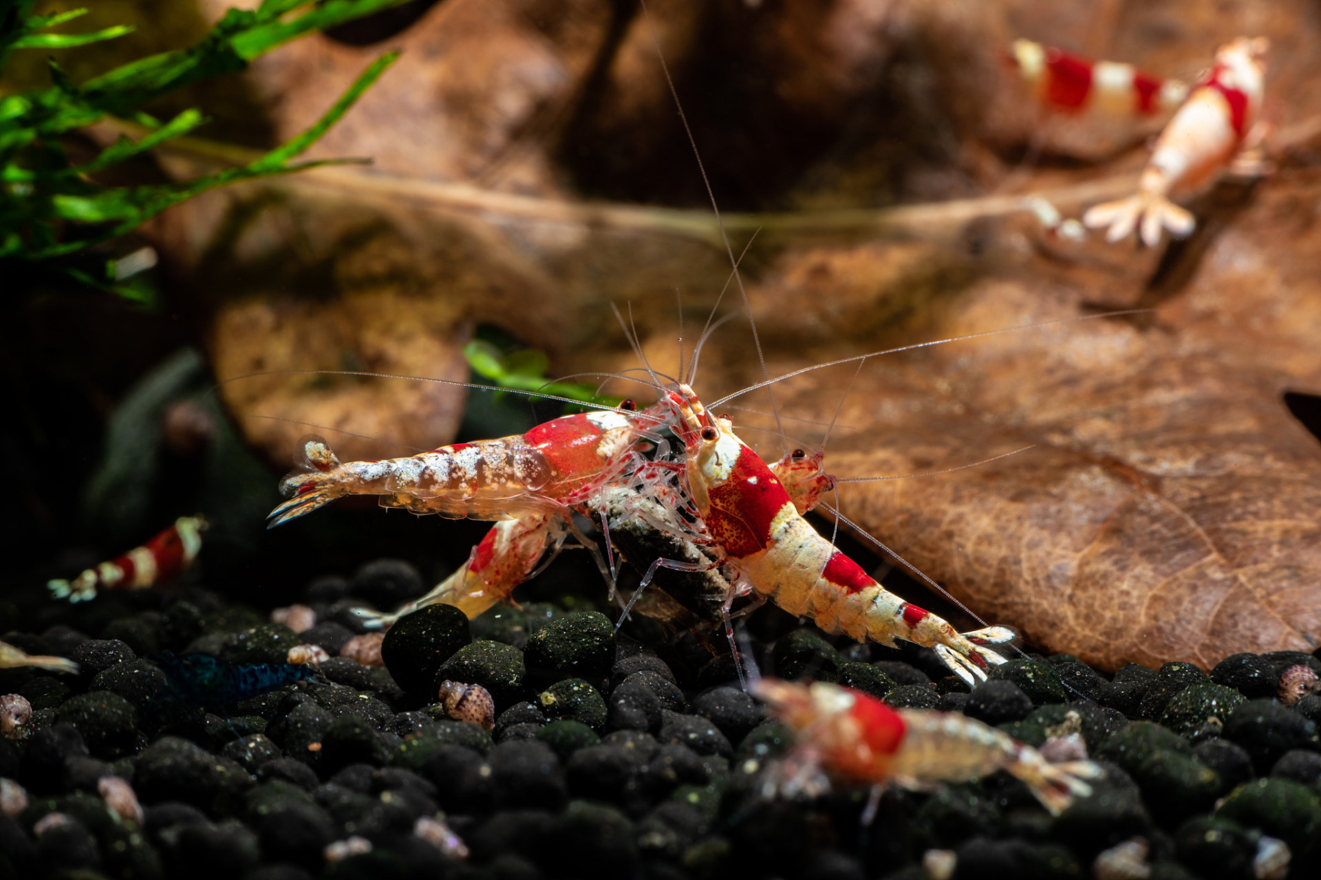 水晶虾需要适宜的生活环境,保持水温24-26度,水质清洁,ph值6.5-7.