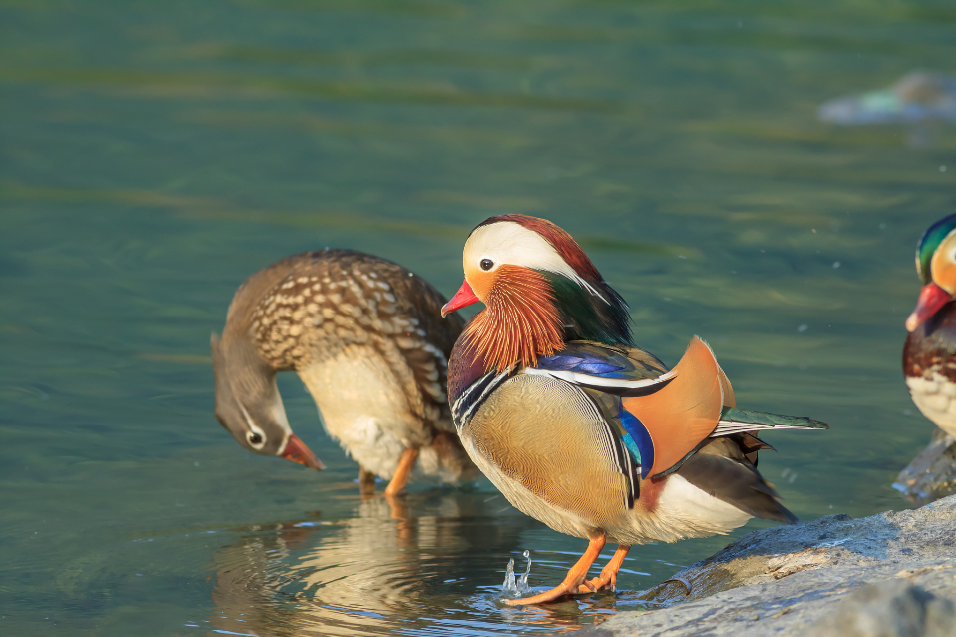 鸳鸯适应环境能力强,但繁殖慢,环境变化如气候变暖对其繁殖和生存能力