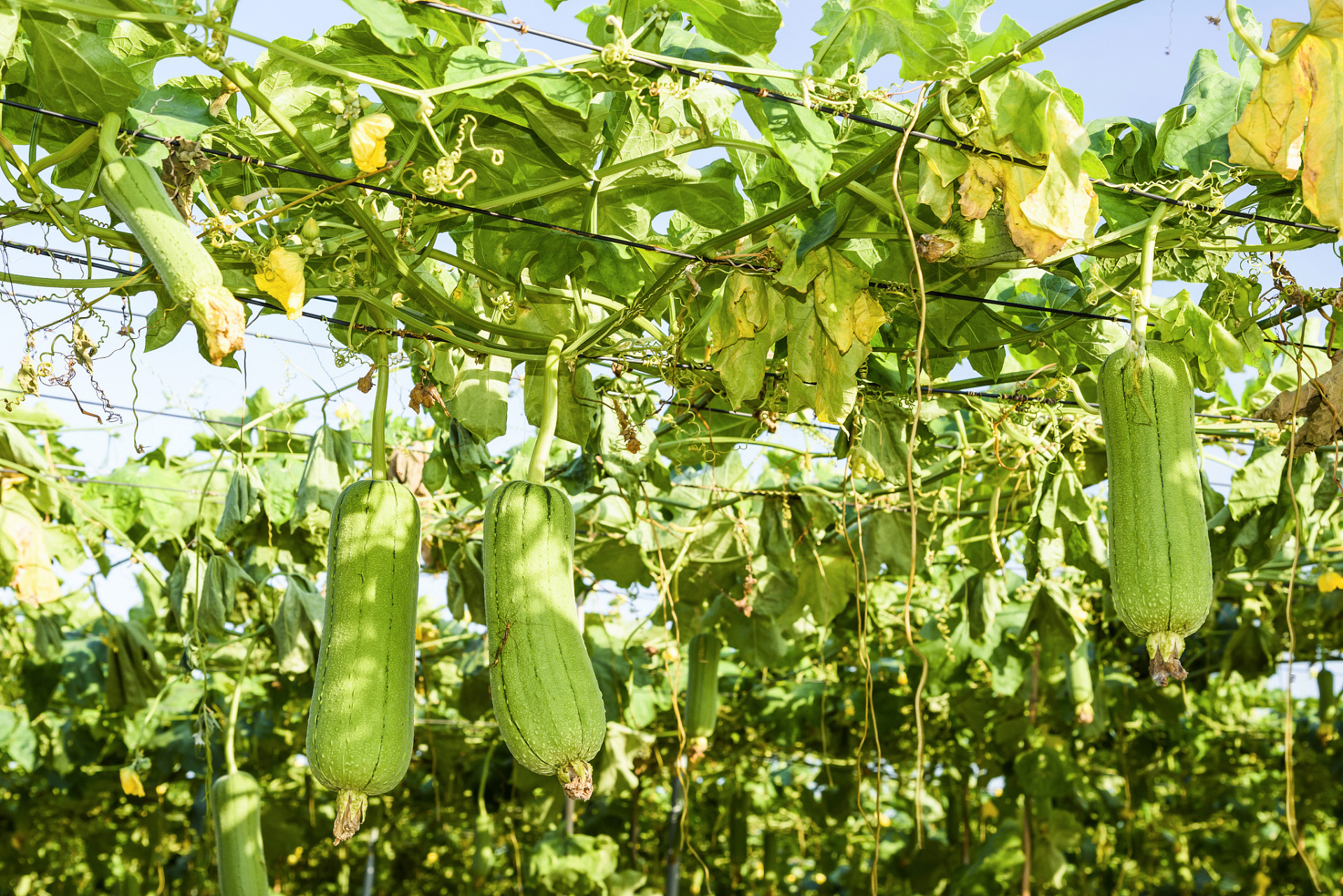 丝瓜,这种喜欢温暖湿润的短日照作物怎么种?别担心!