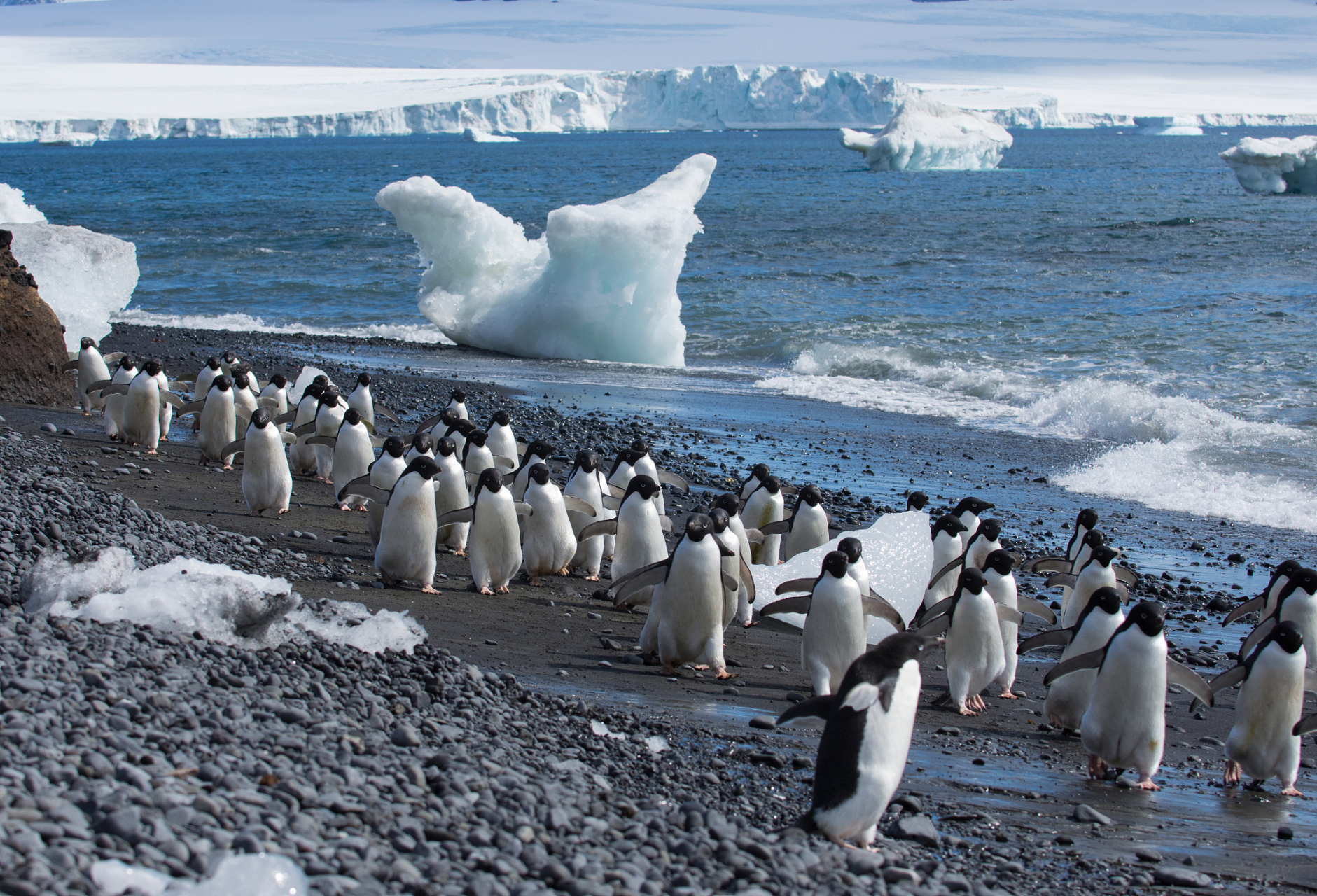 企鹅主要生活在南半球,尤其是南极洲周围的海洋和岛屿.