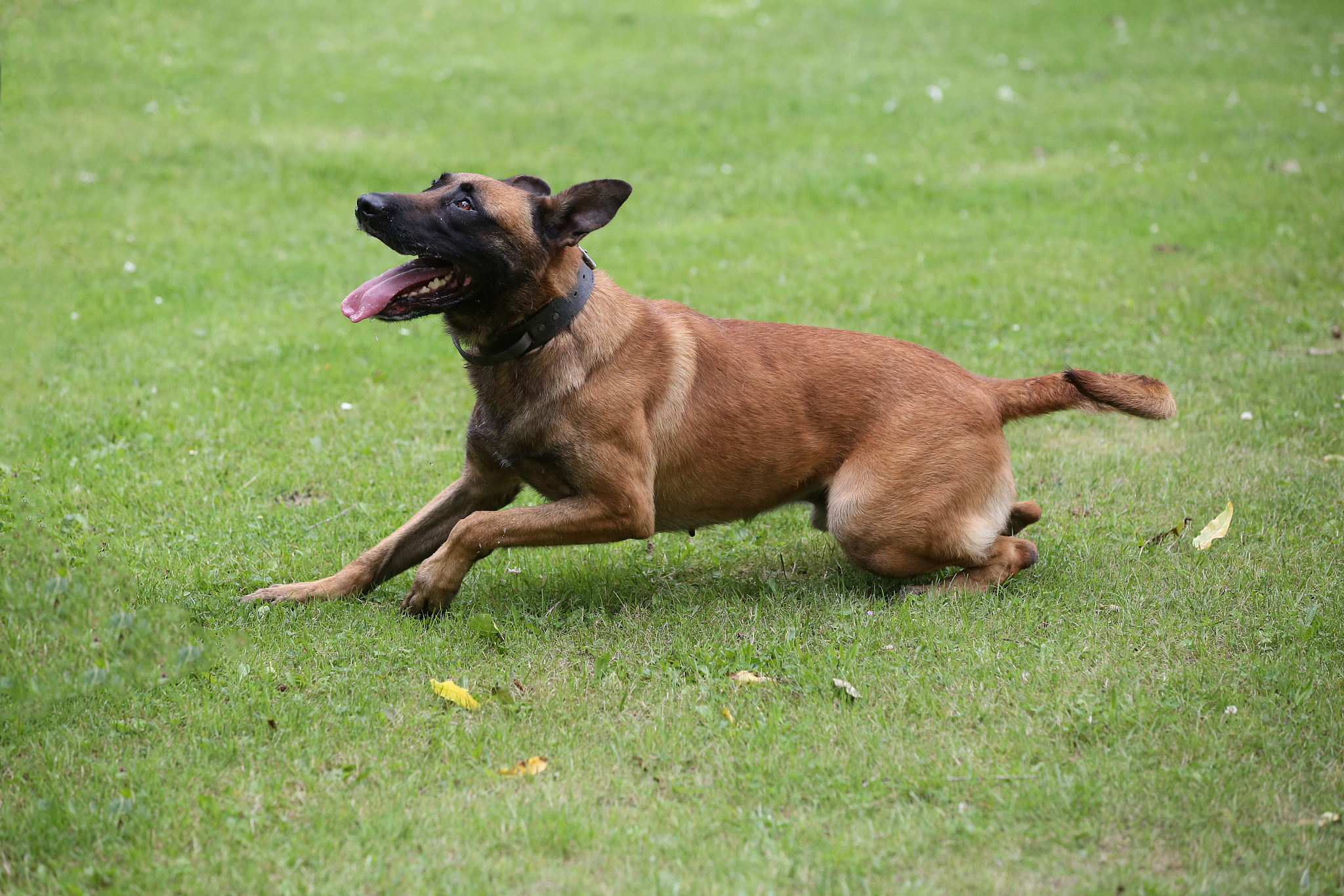 如何训练马犬:建立信任,教授基本指令和社交化