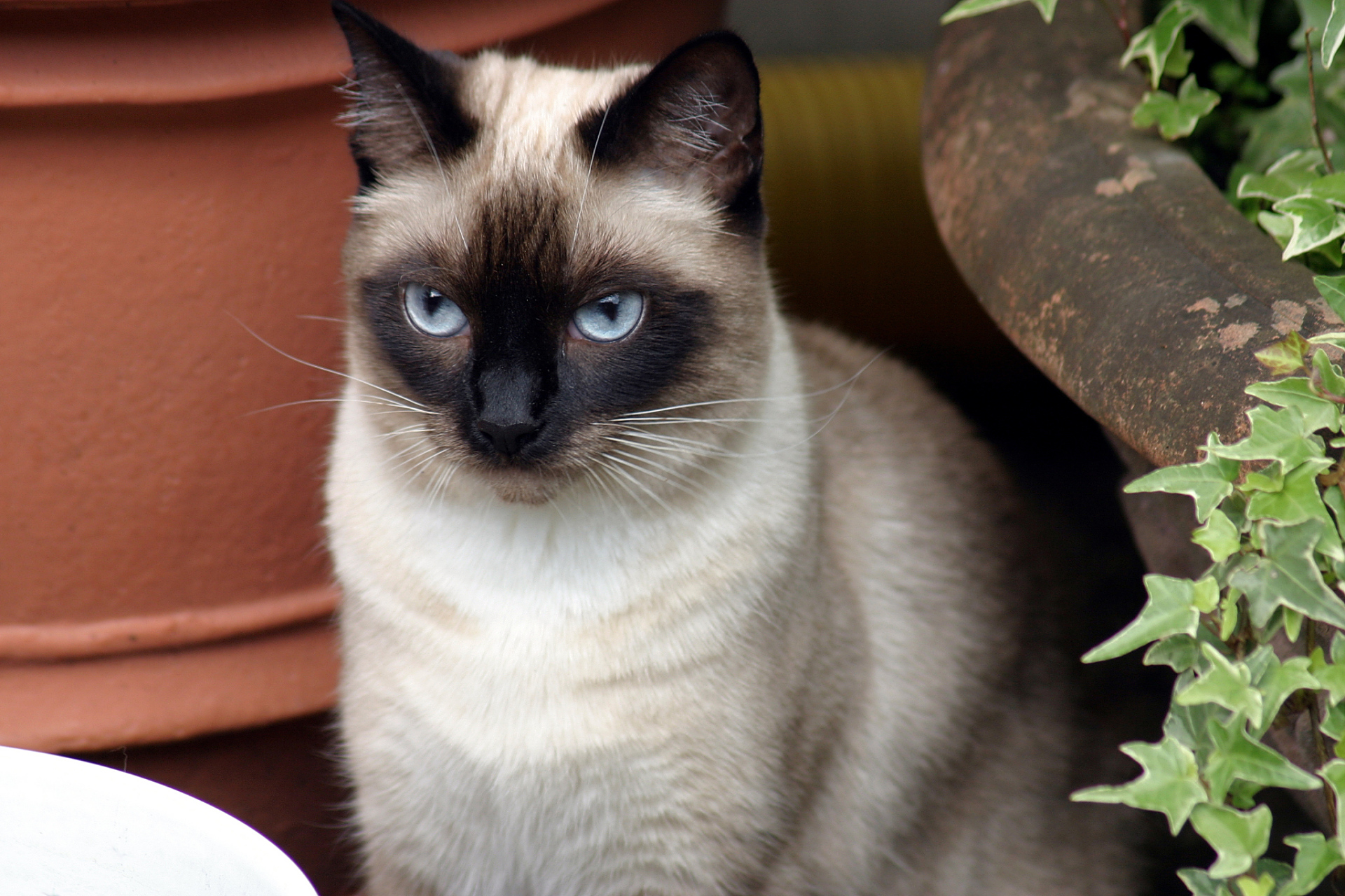 05暹罗猫:神秘的东方猫咪,让你一见钟情94  99正文:  亲爱的猫