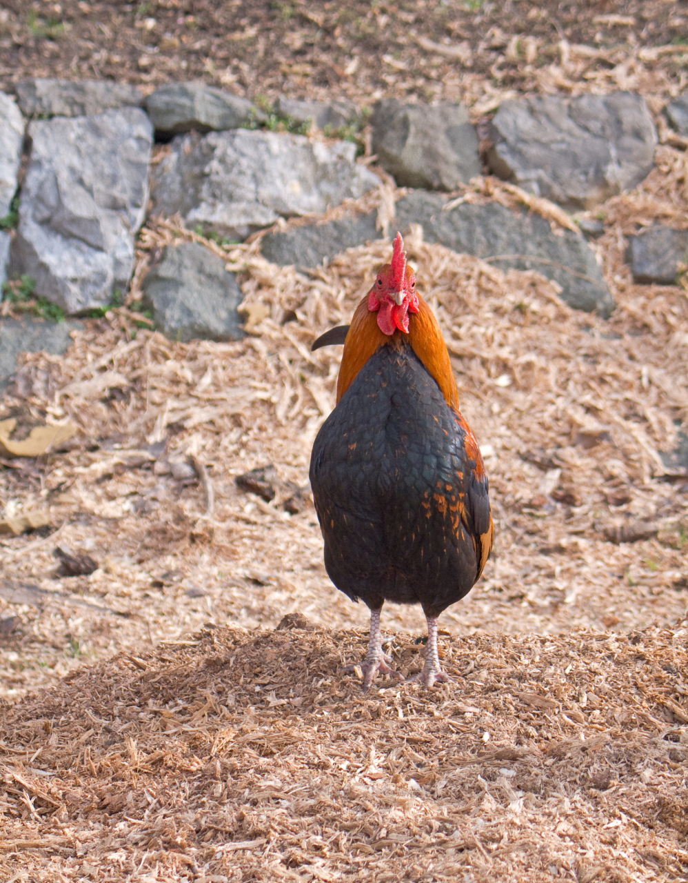 这种鸡,体型小巧,皮下和肌间脂肪发达,皮薄骨软,是我国活鸡出口的小型