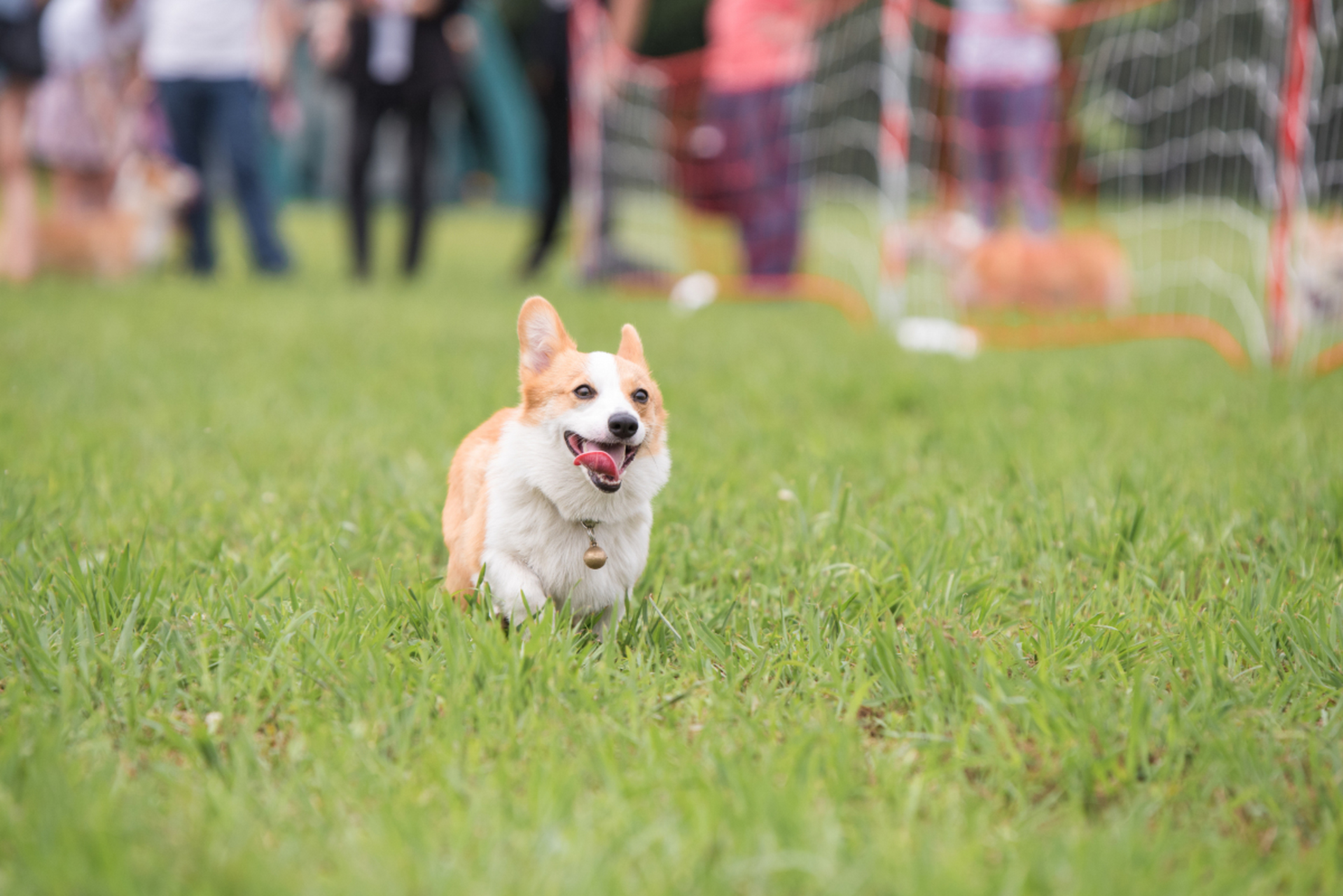 牧牛犬 柯基犬图片