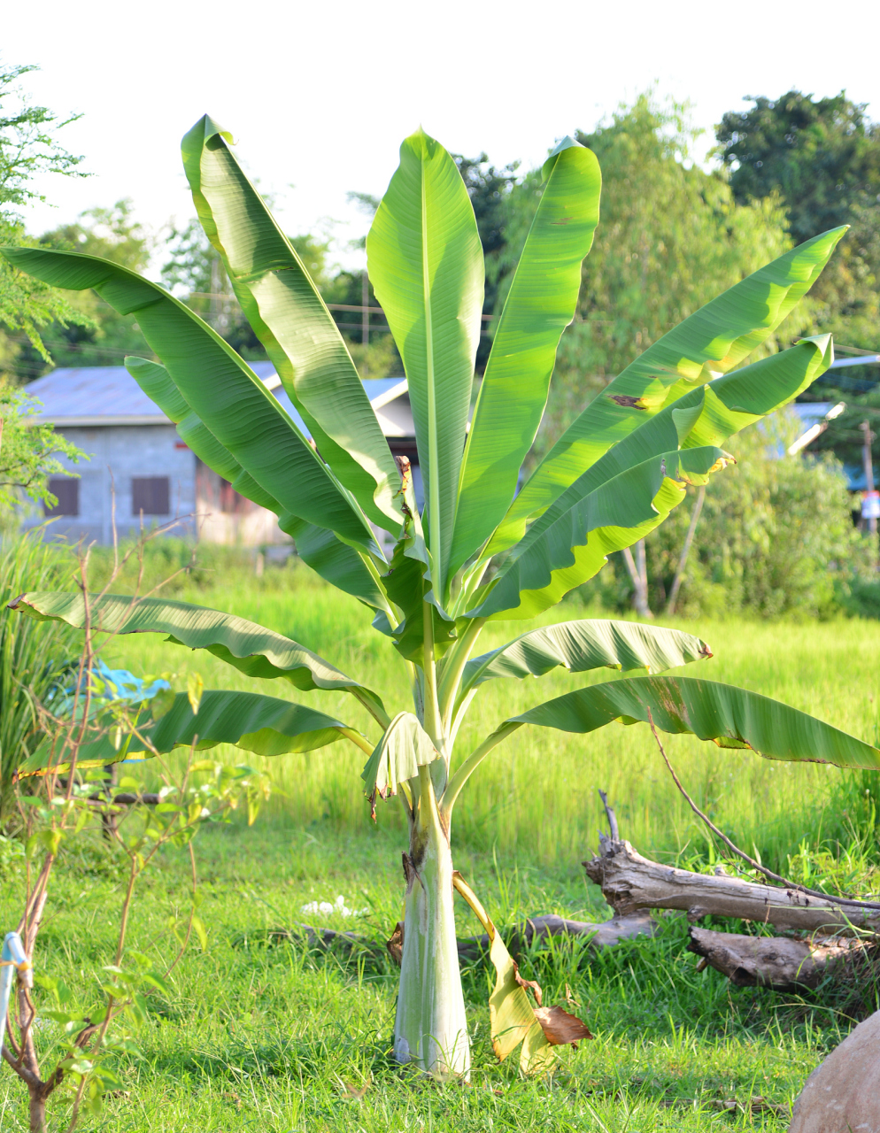 香蕉是热带水果,生长在热带和亚热带地区,通常在热带雨林中.