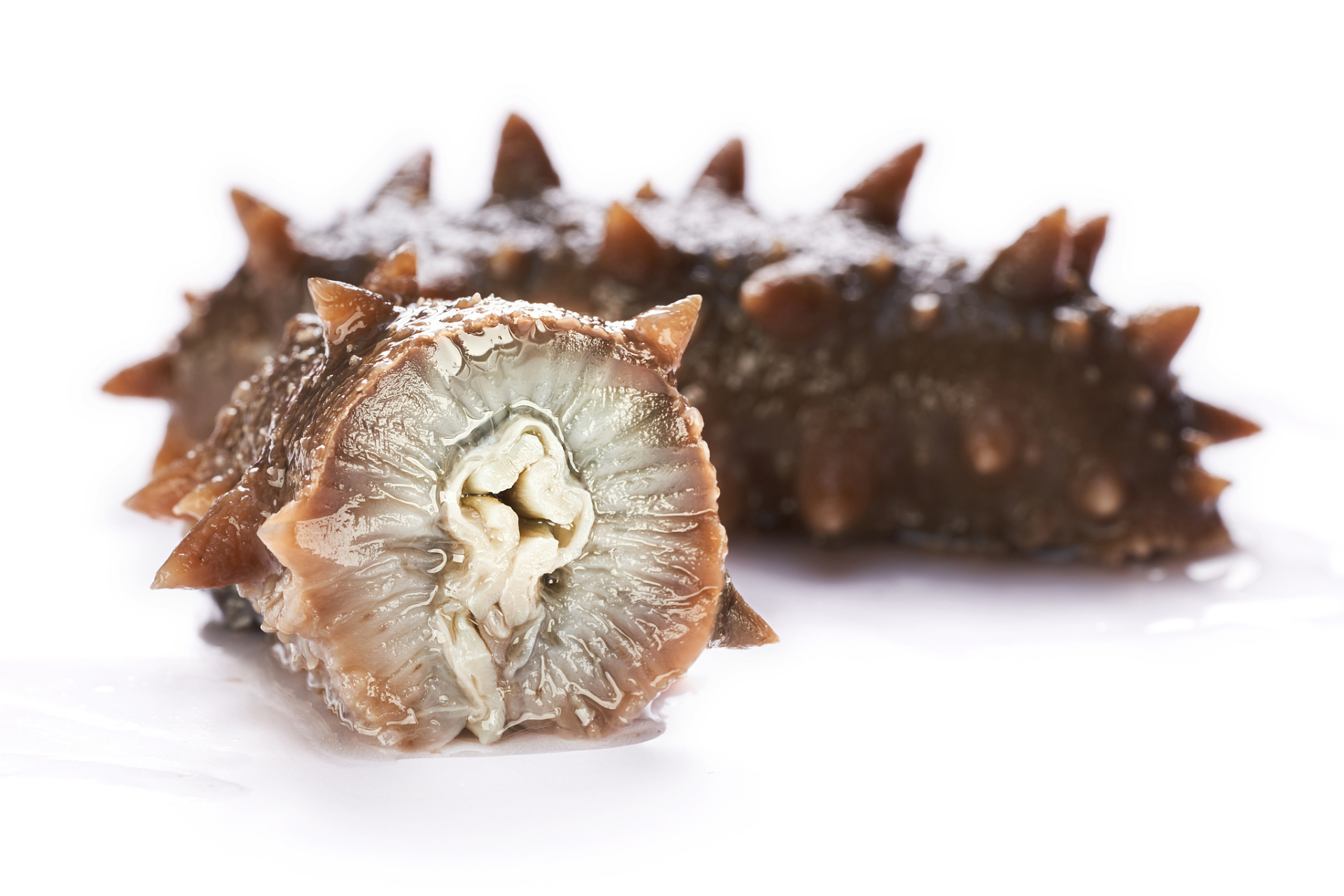 今天,我们将揭示潜藏在海参,燕窝和鱼胶中的秘密,以及它们在脂肪